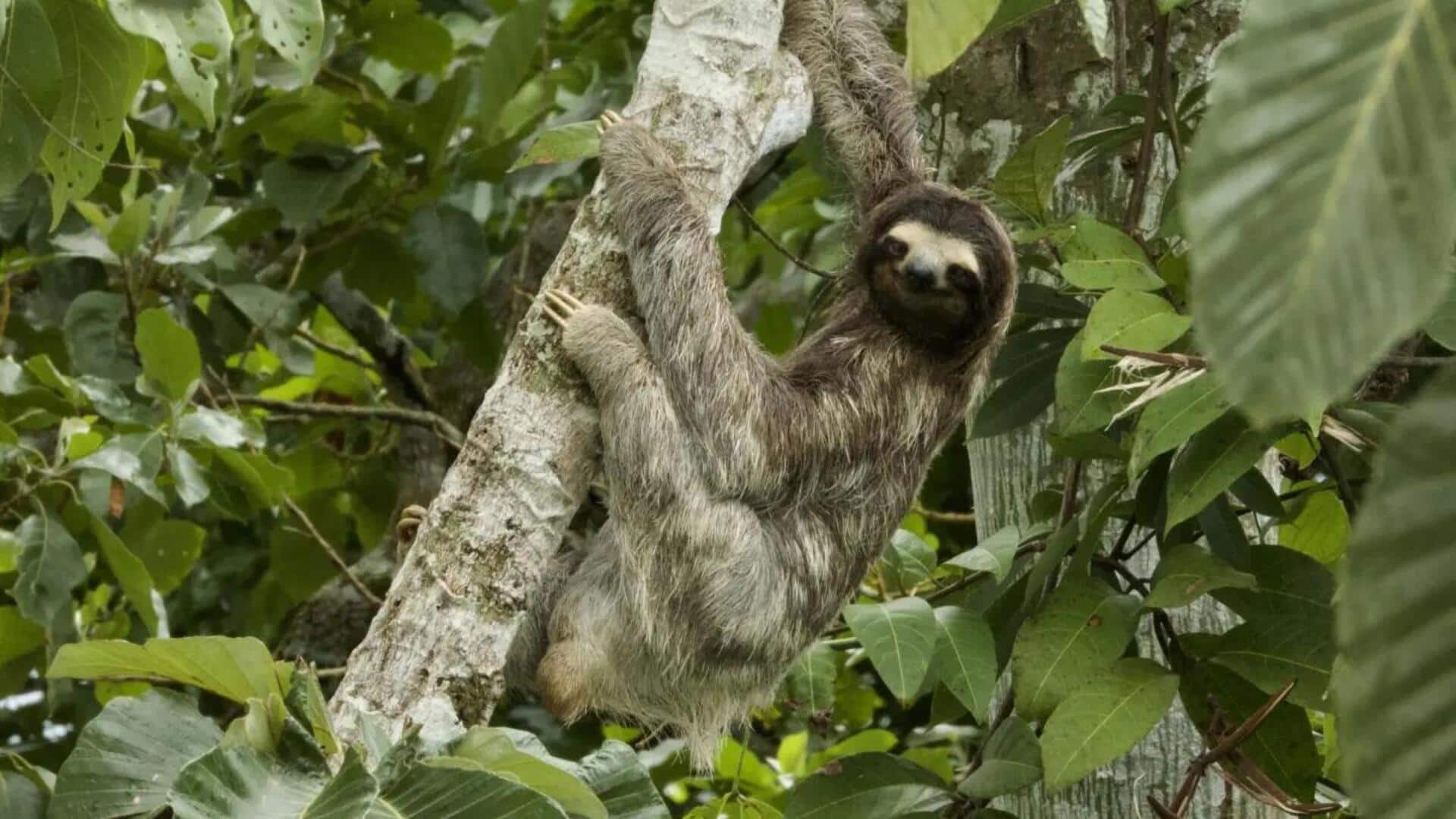 Lima Mitos tentang Kungkang yang Terbukti Salah