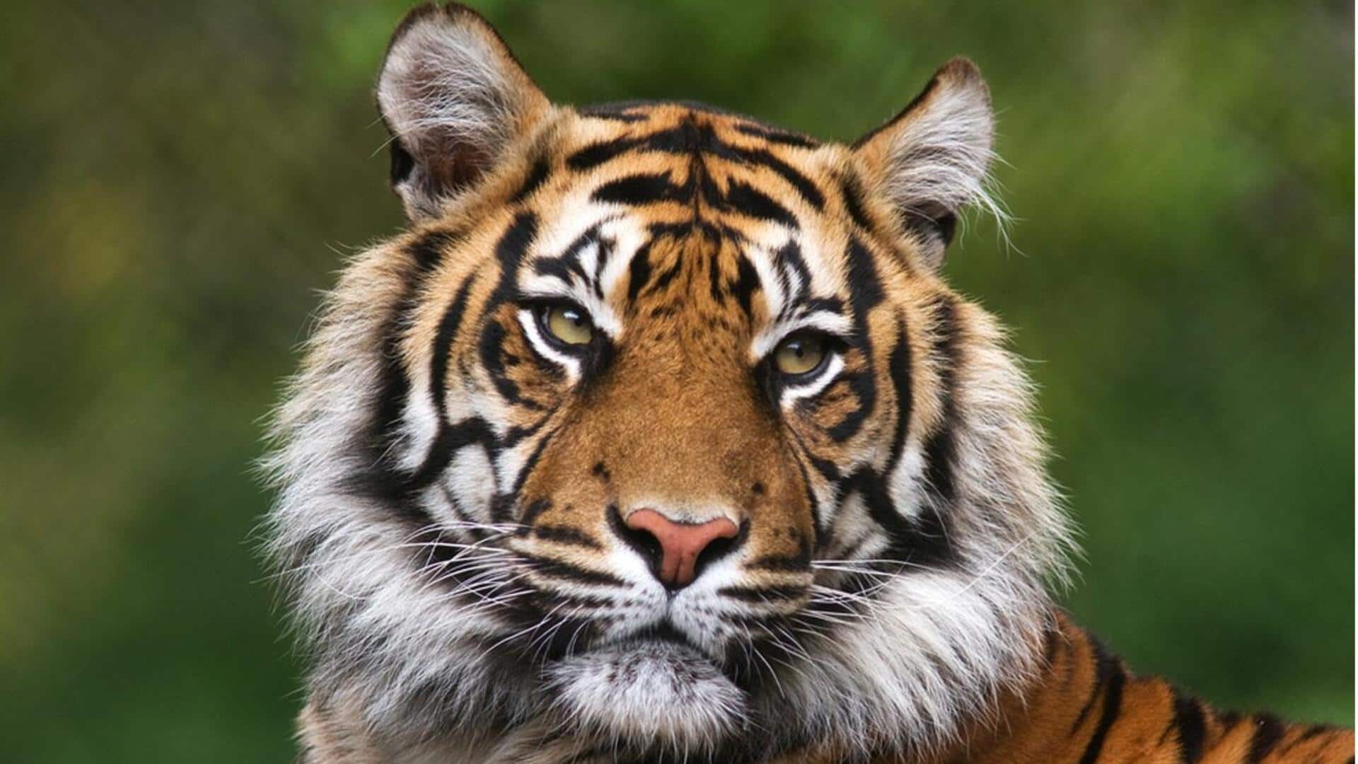 Mengungkap Penglihatan Malam Hari Harimau yang Lebih Tajam dari Manusia Mengungkap Penglihatan Malam Hari Harimau yang Lebih Tajam dari Manusia