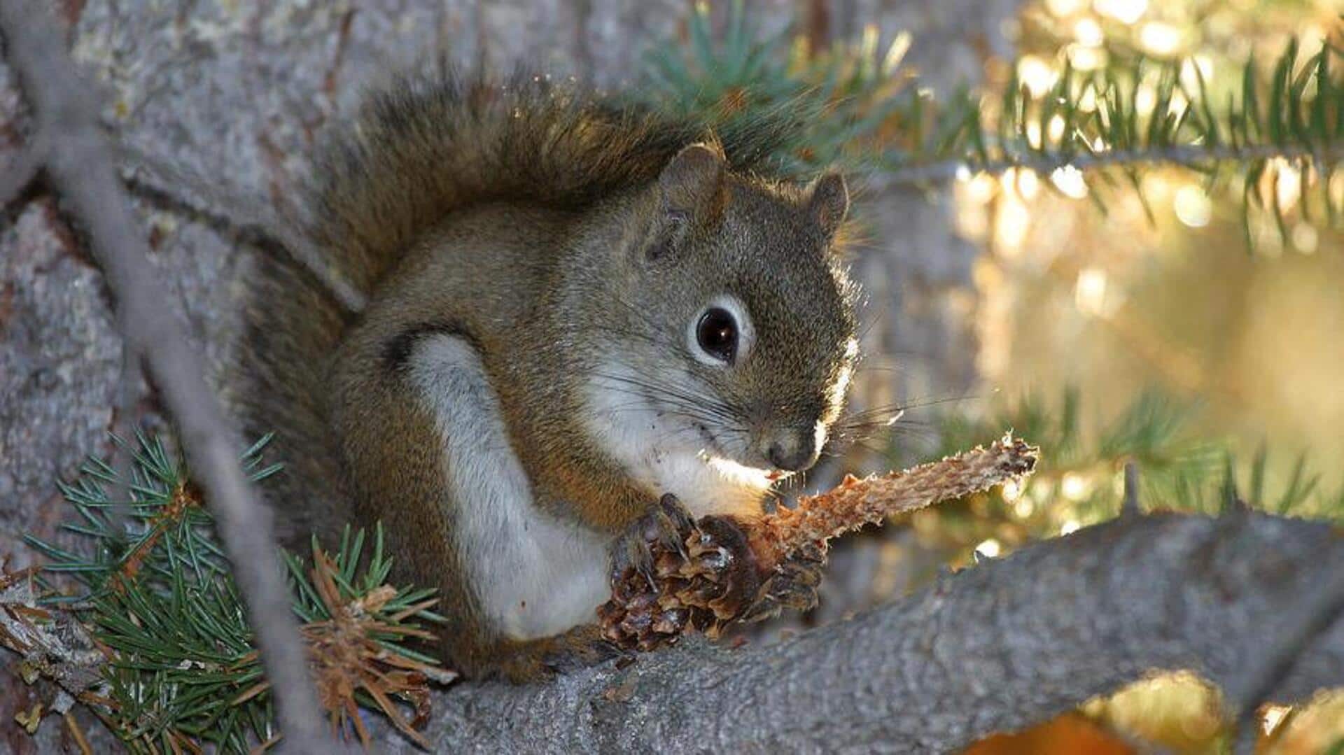 Lima Tanaman yang Berperan Penting dalam Habitat Tupai