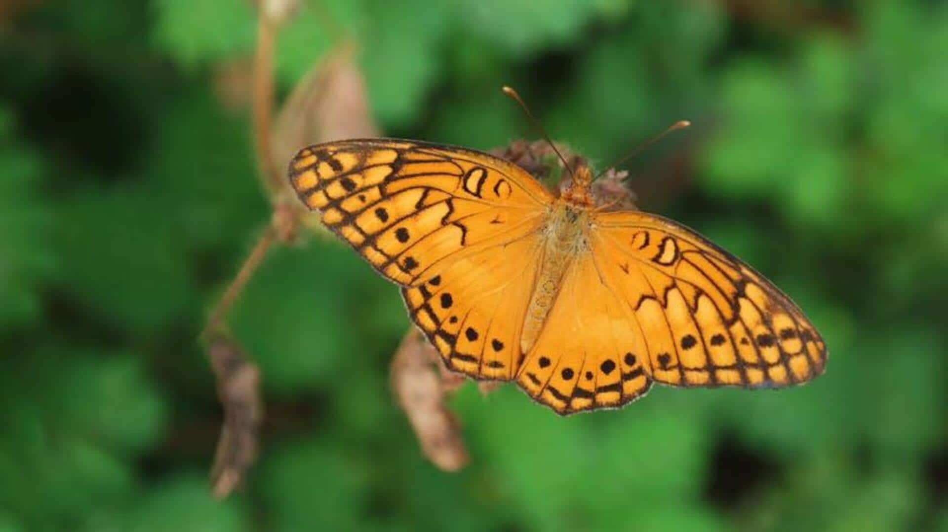 Inovasi Serangga Membentuk Teknologi Masa Depan