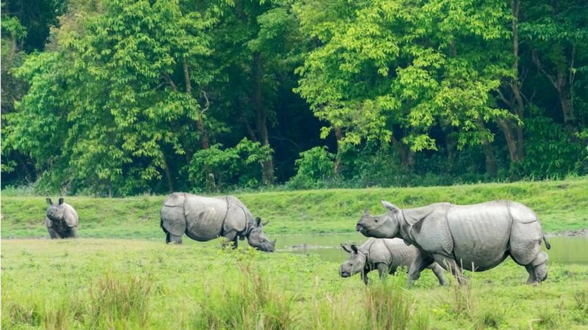 Menjelajahi Keajaiban Taman Nasional Kaziranga, India