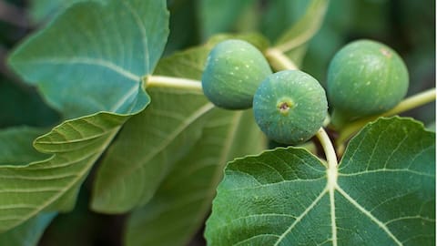 Lima Sifat Tak Terduga dari Tanaman Ara Panjat