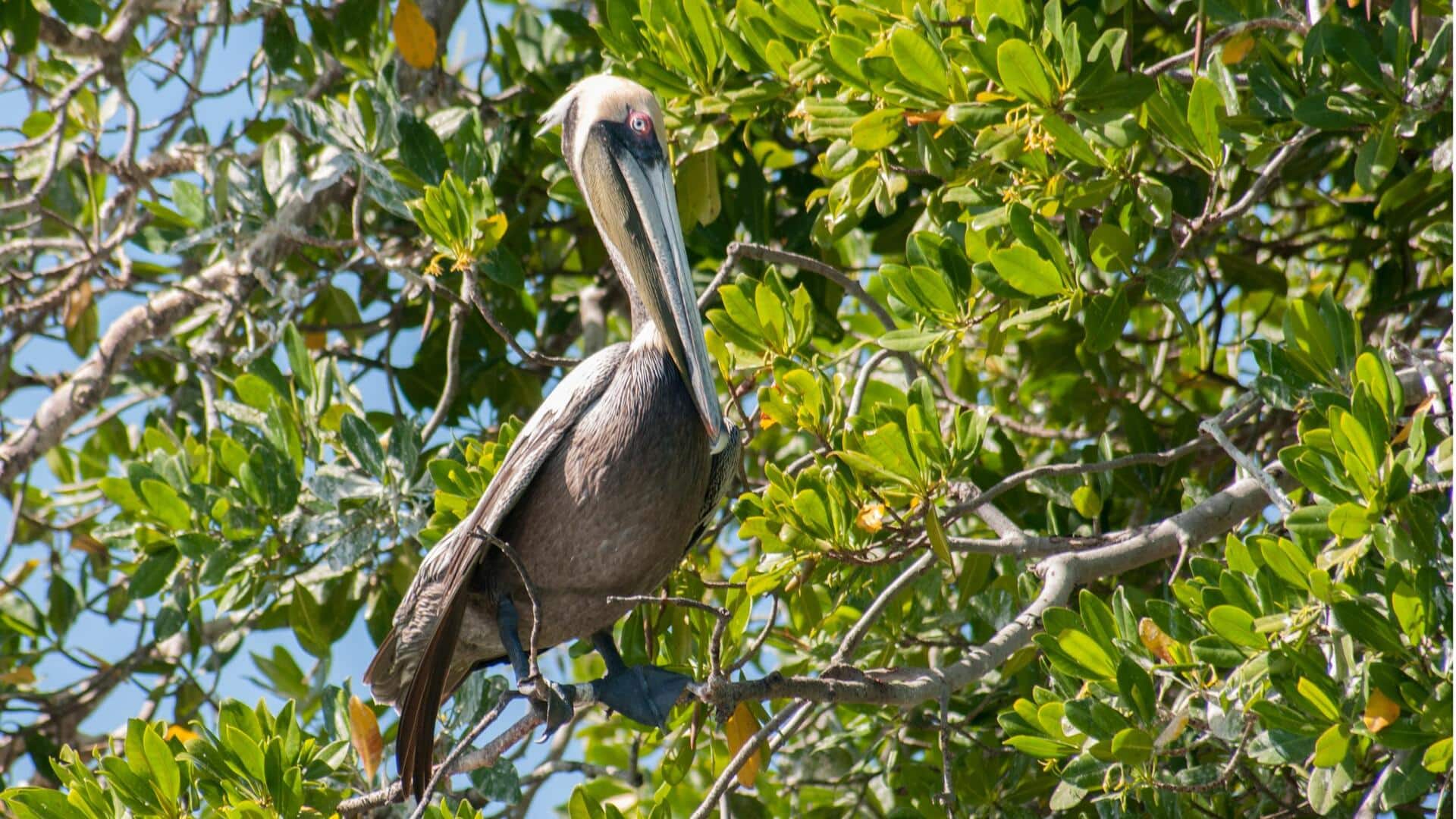 Memahami Kebiasaan Bertengger Pelikan di Berbagai Habitat
