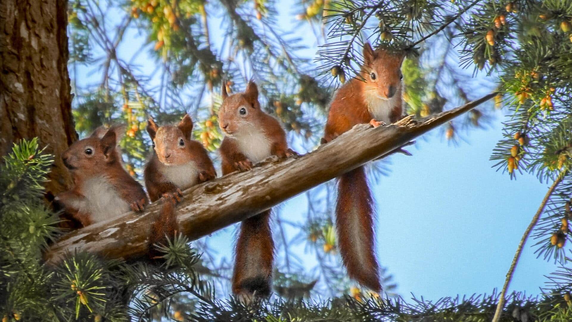 Memahami Struktur Sosial dalam Keluarga Tupai