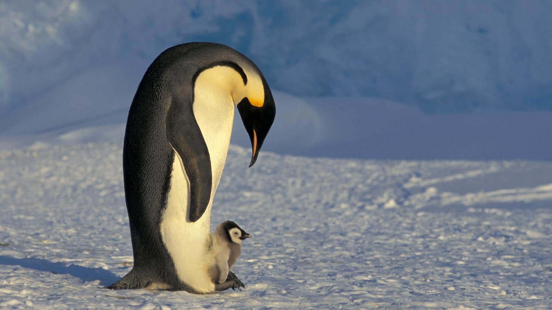 Mengungkap Pola Pengasuhan Anak Penguin yang Mengagumkan