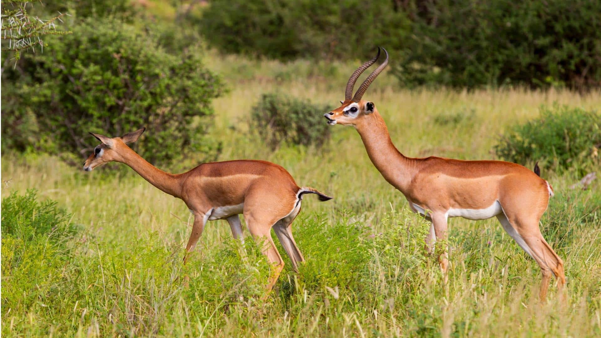 Fakta Migrasi Rusa Berleher Panjang yang Jarang Diketahui