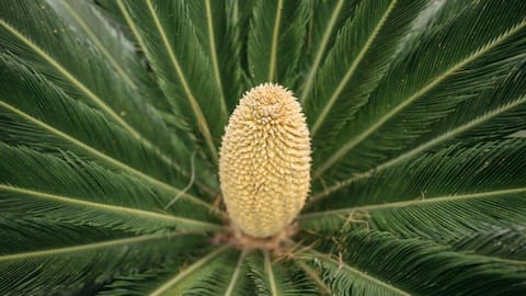 Lima Tanaman Pembawa Spora yang Menarik untuk Hiasan Dalam Rumah