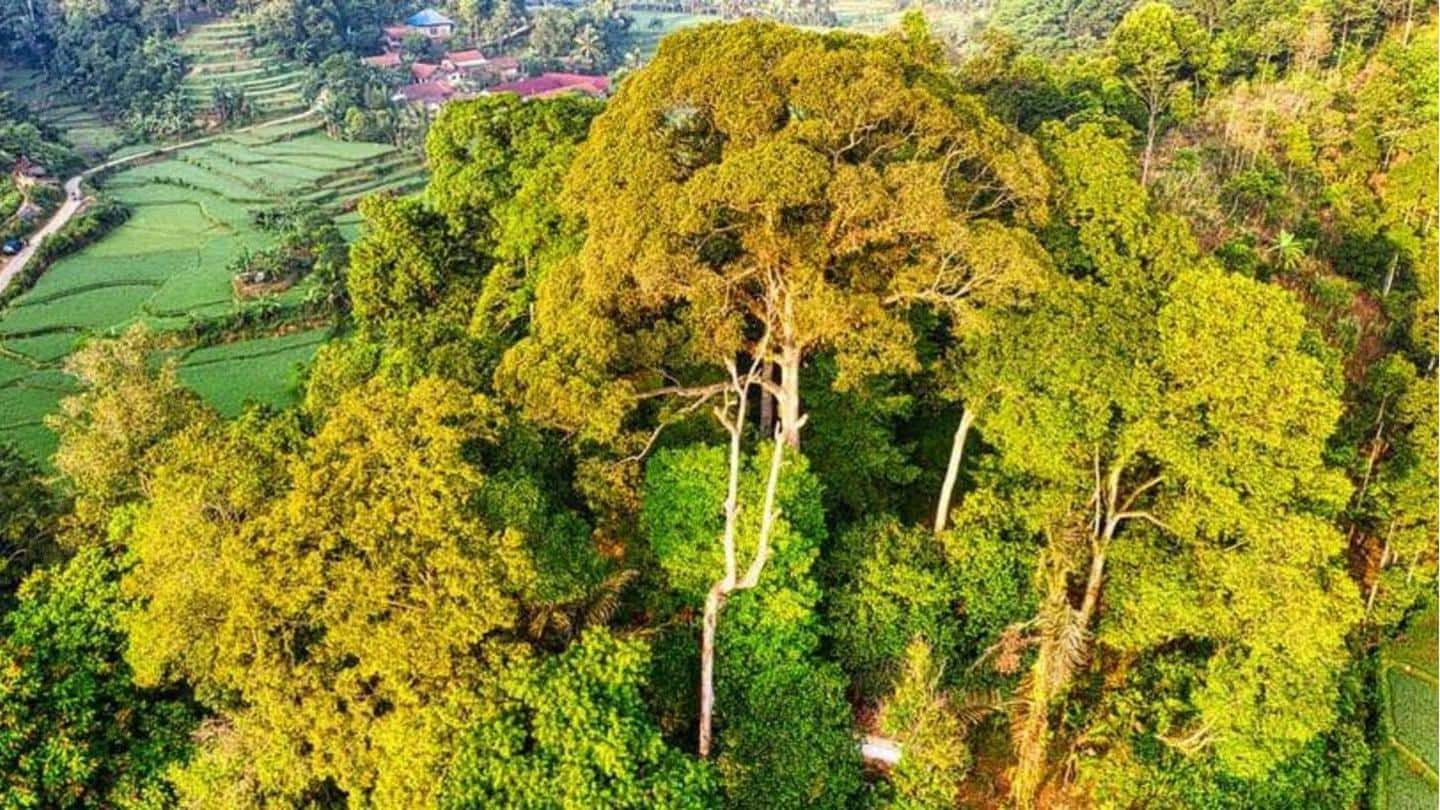 Hari Hutan Sedunia 2022: Sejarah, tema, kepentingan