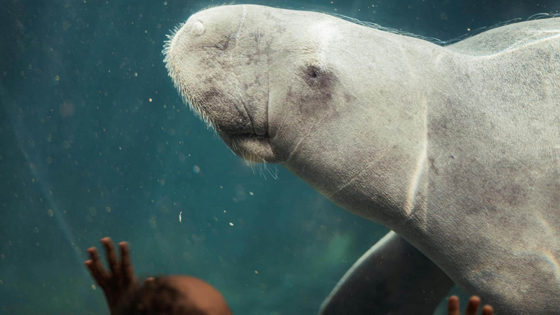 Fakta menarik tentang dugong yang perlu Anda tahu