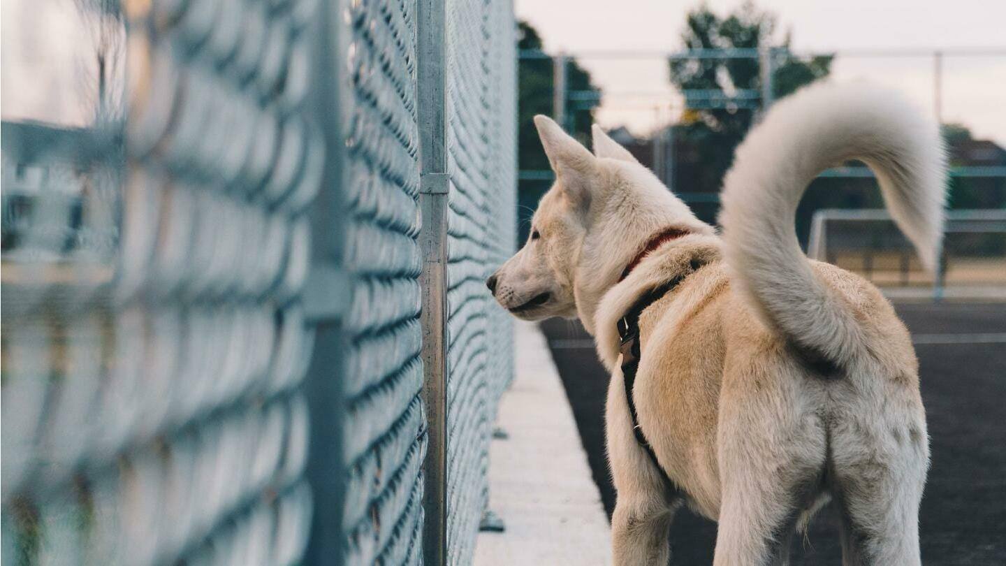 Inilah yang disampaikan anjing peliharaan Anda melalui kibasan ekornya