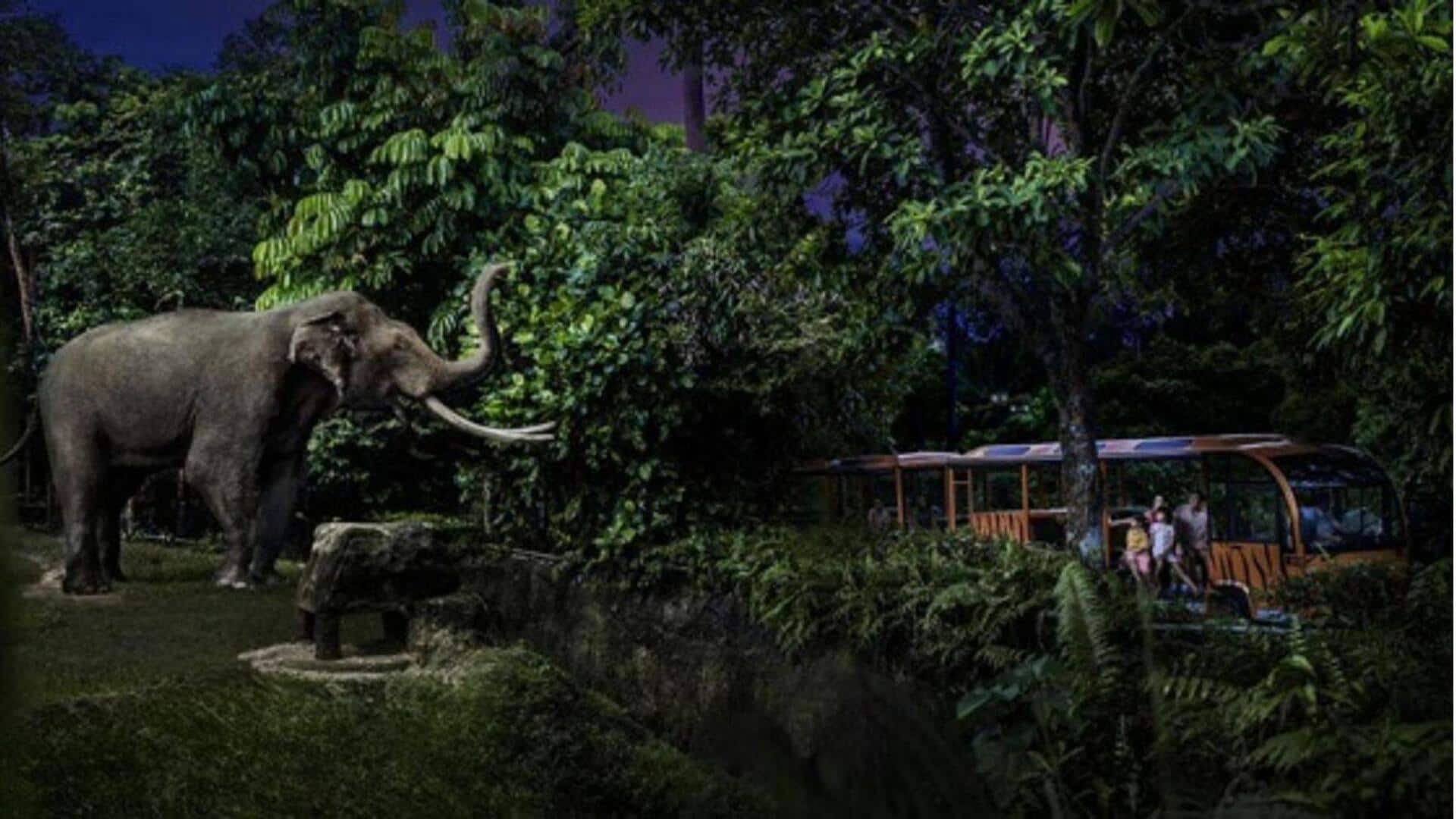 Rasakan keajaiban safari malam di Singapura 