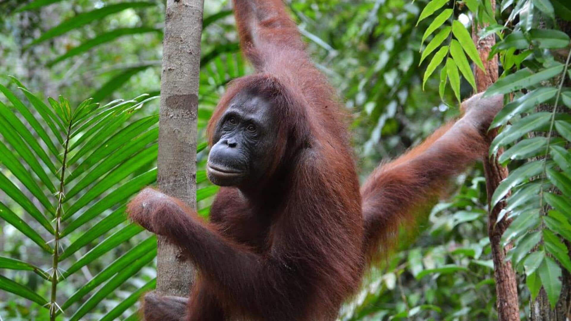 Alat tak terduga orangutan di habitat liar Alat tak terduga orangutan di habitat liar