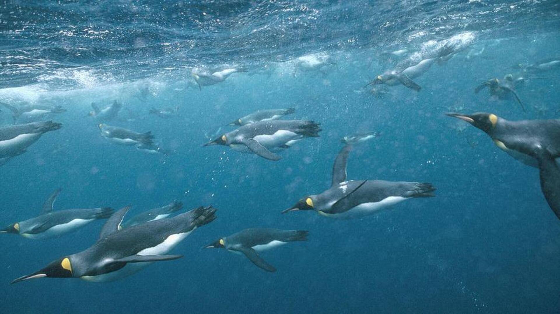 Mengapa Penguin Tidak bisa Terbang?