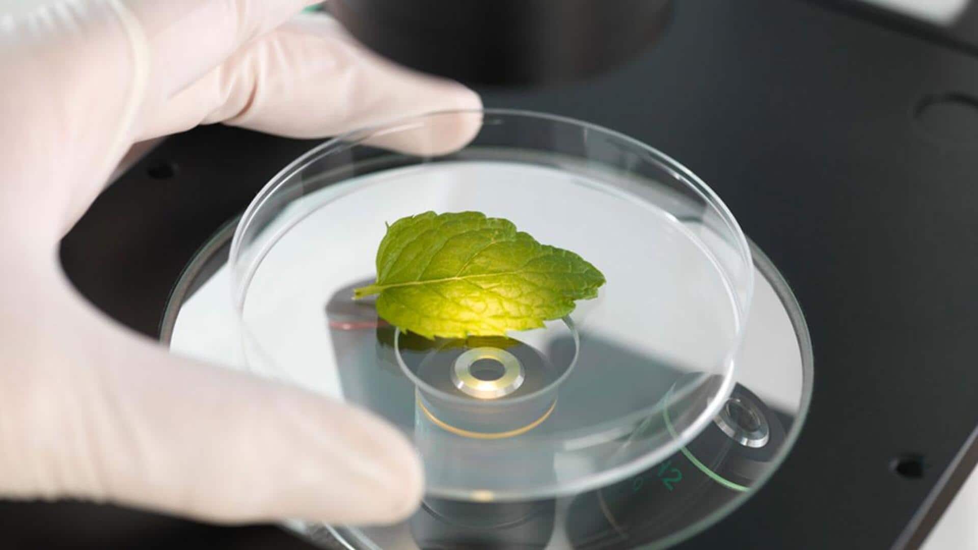 Lima Fakta Menarik tentang Penelitian Fotosintesis Buatan