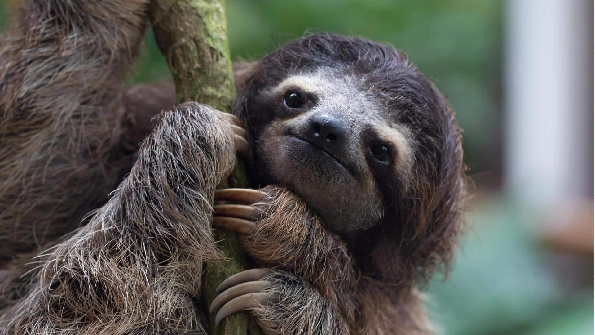 Lima Penjelasan Menarik terkait Pergerakan Kungkang yang Lambat