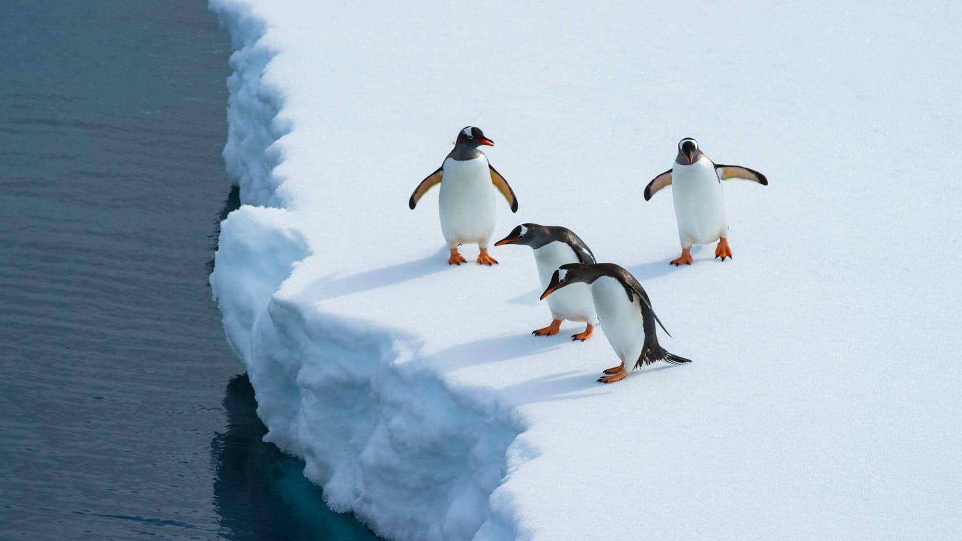 Adaptasi Penguin untuk Bertahan di Habitat yang Dingin
