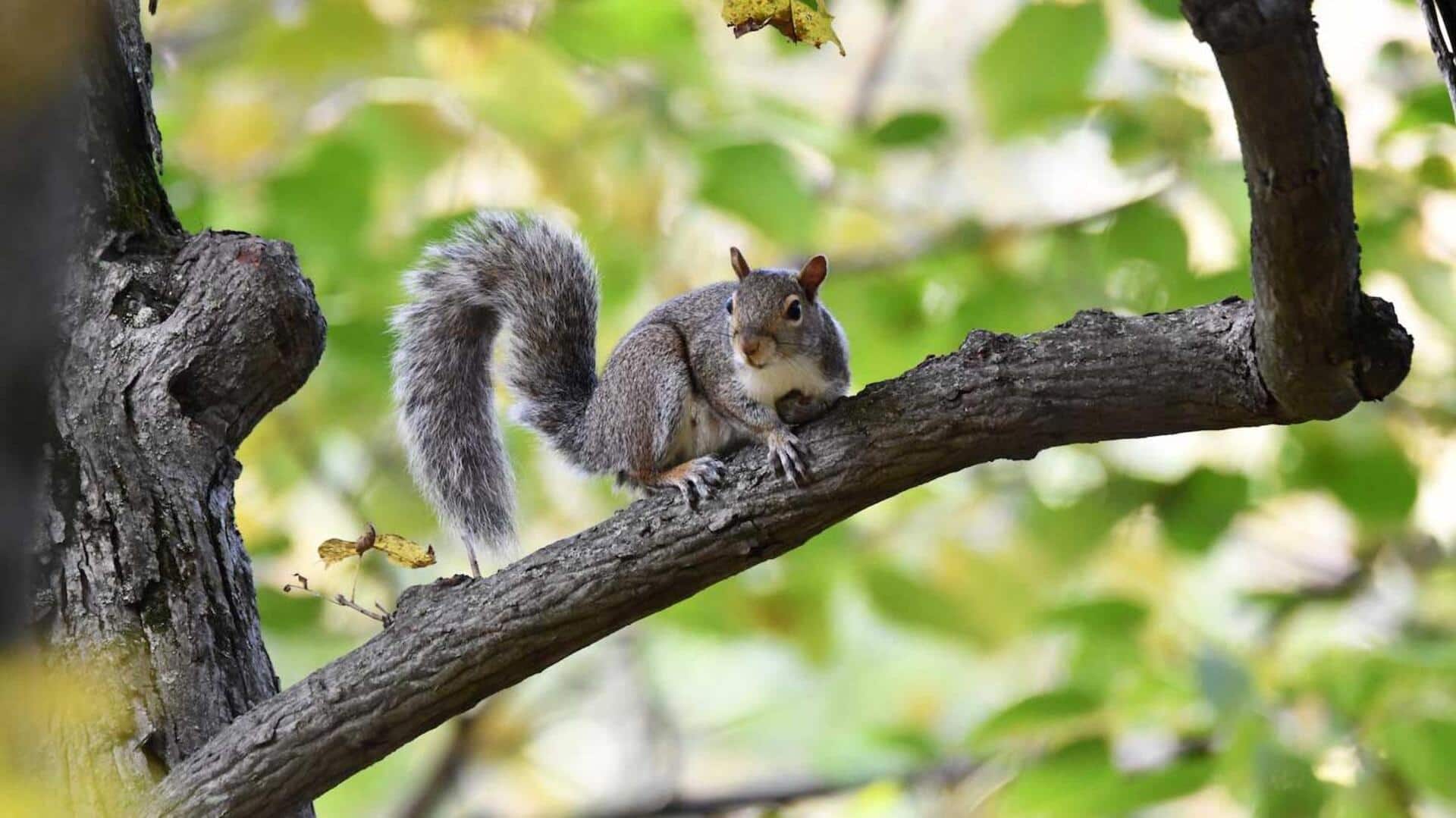 Peran Ekor Tupai dalam Menjaga Keseimbangan Tubuhnya