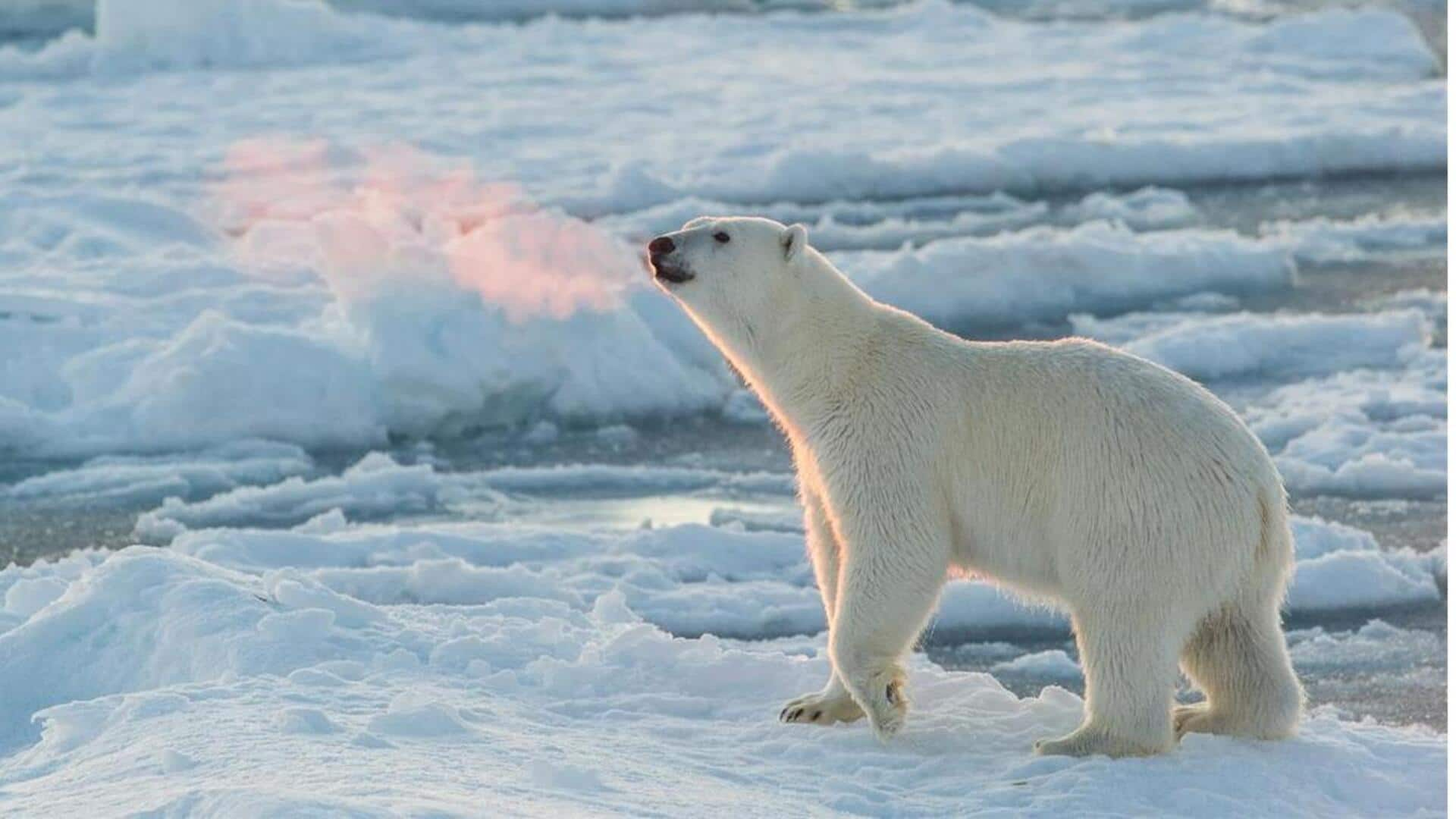 Berpetualang Di Keindahan Alam Svalbard, Norwegia