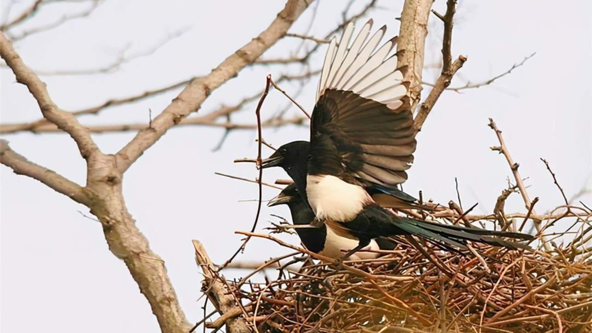 Menyingkap Rahasia Sarang Burung Magpie yang Menakjubkan