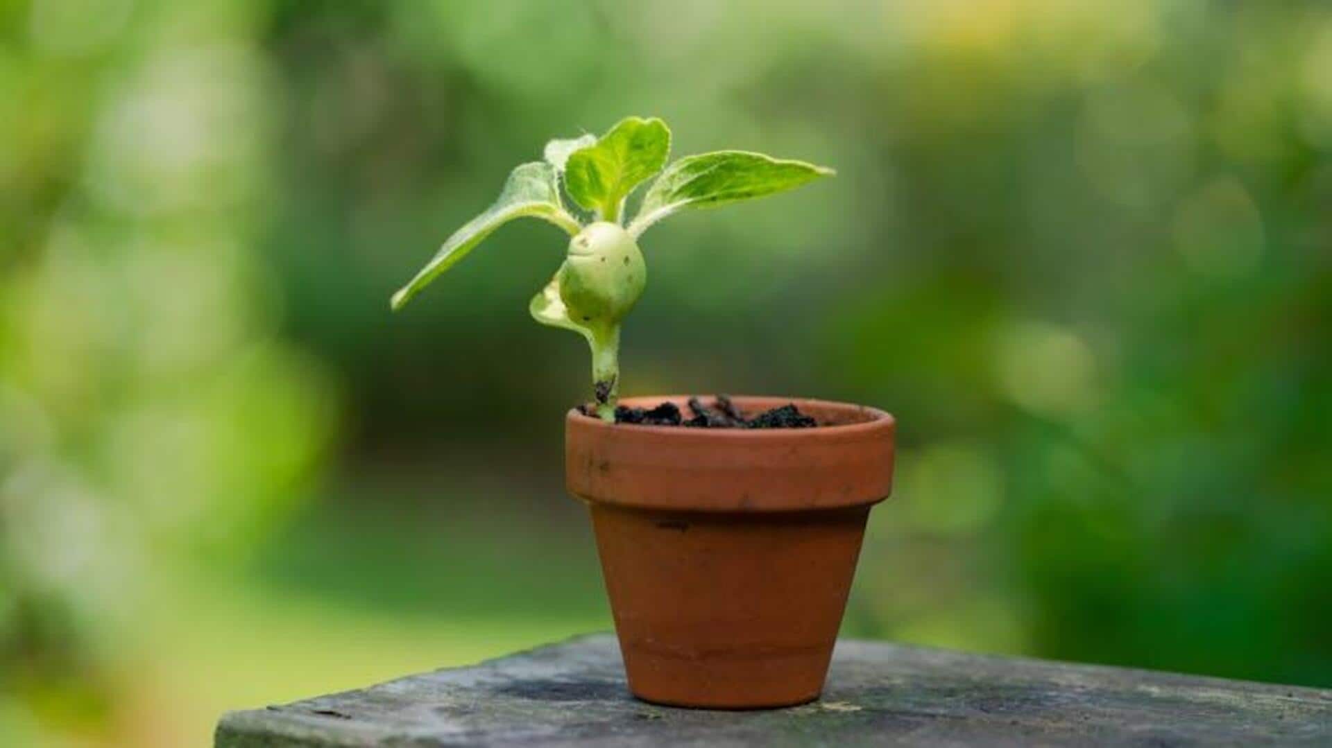 Lima Cara Inovatif Mendaur Ulang Pot Tanah Liat yang Pecah