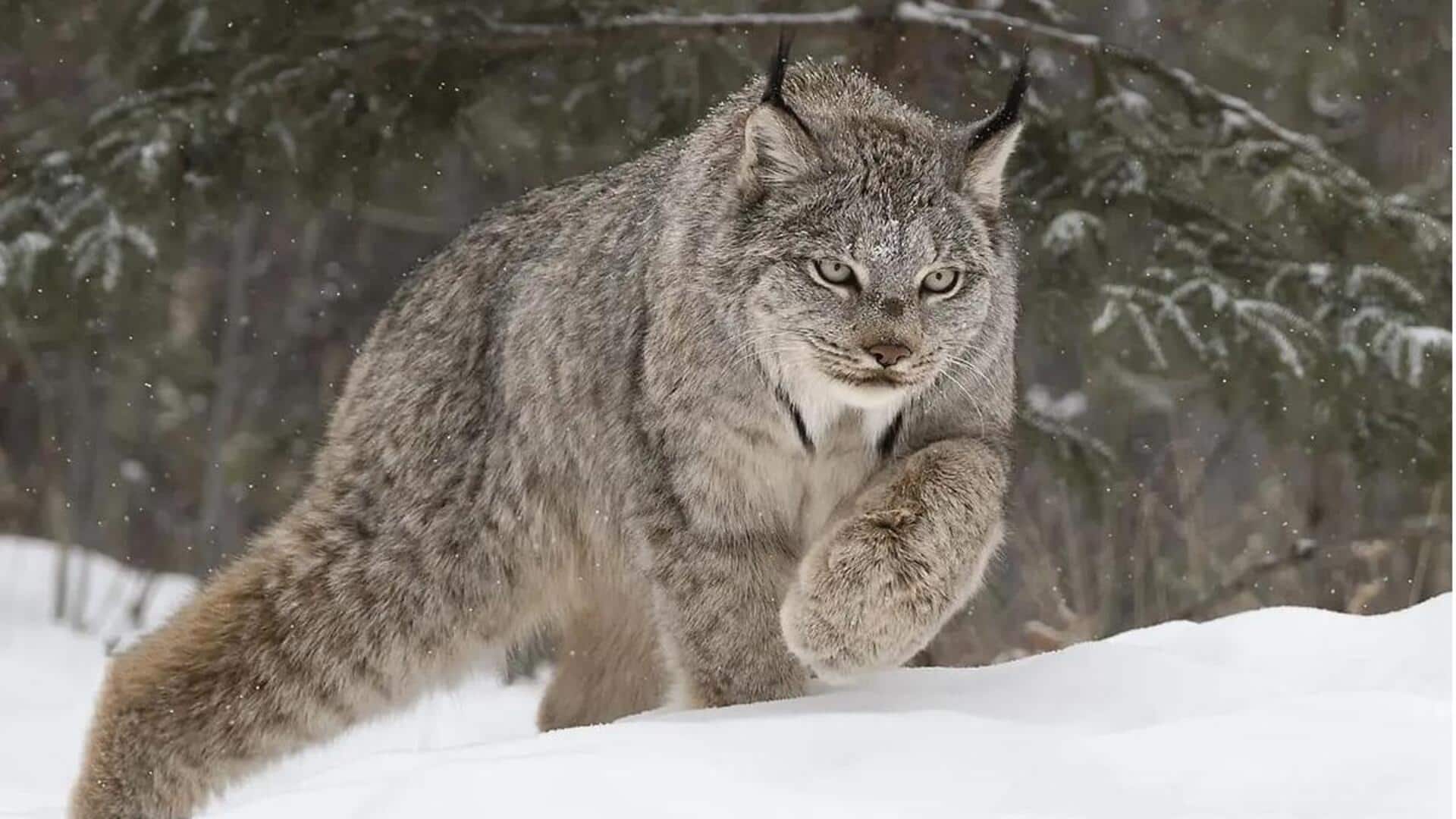 Rahasia Lynx: Pemburu Tangguh di Tengah Hutan yang Sunyi