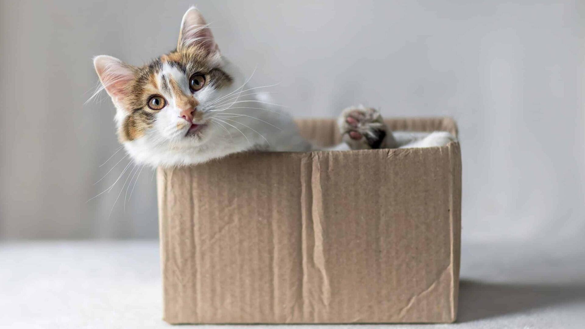 Mengungkap Misteri Kebiasaaan Kucing yang Sangat Menyukai Kardus Mengungkap Misteri Kebiasaaan Kucing yang Sangat Menyukai Kardus