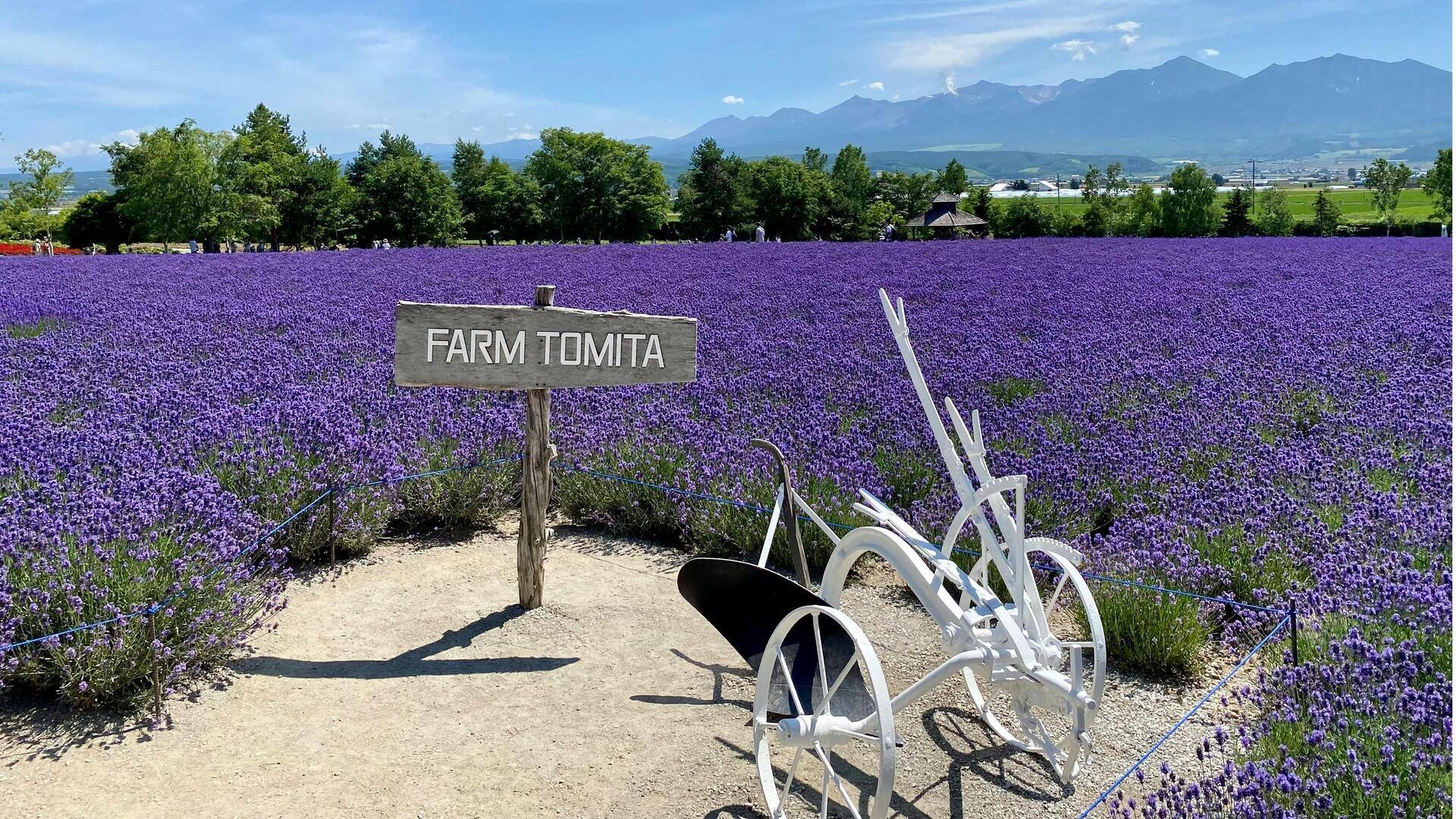 Menjelajahi Ladang Lavender di Hokkaido: Lima Lokasi Menakjubkan