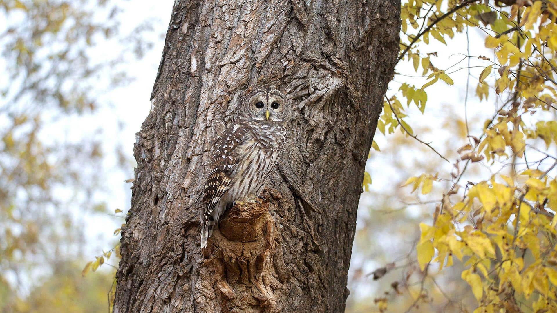 Lima Kebiasaan Burung Hantu yang Jarang Dilihat Manusia