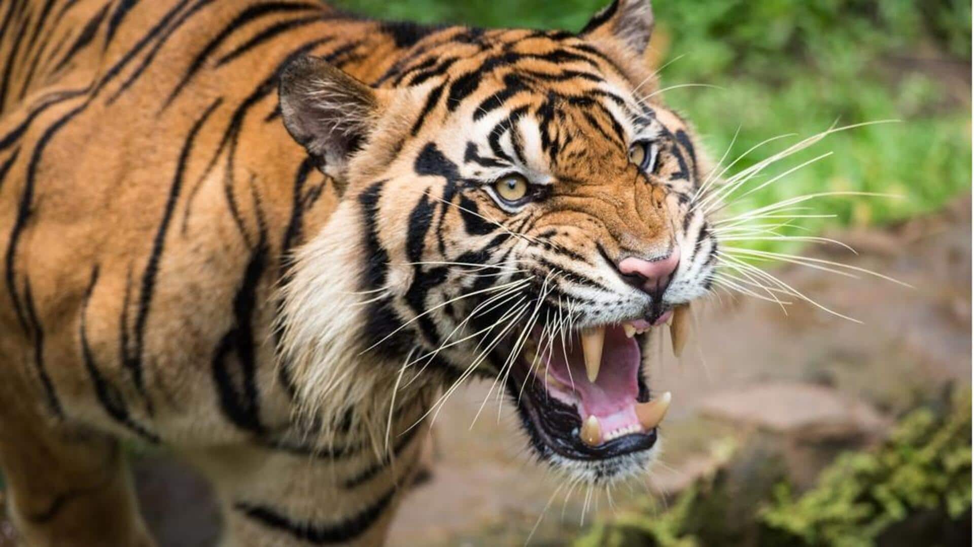Mempelajari Komunikasi Bahasa Tubuh Harimau Mempelajari Komunikasi Bahasa Tubuh Harimau
