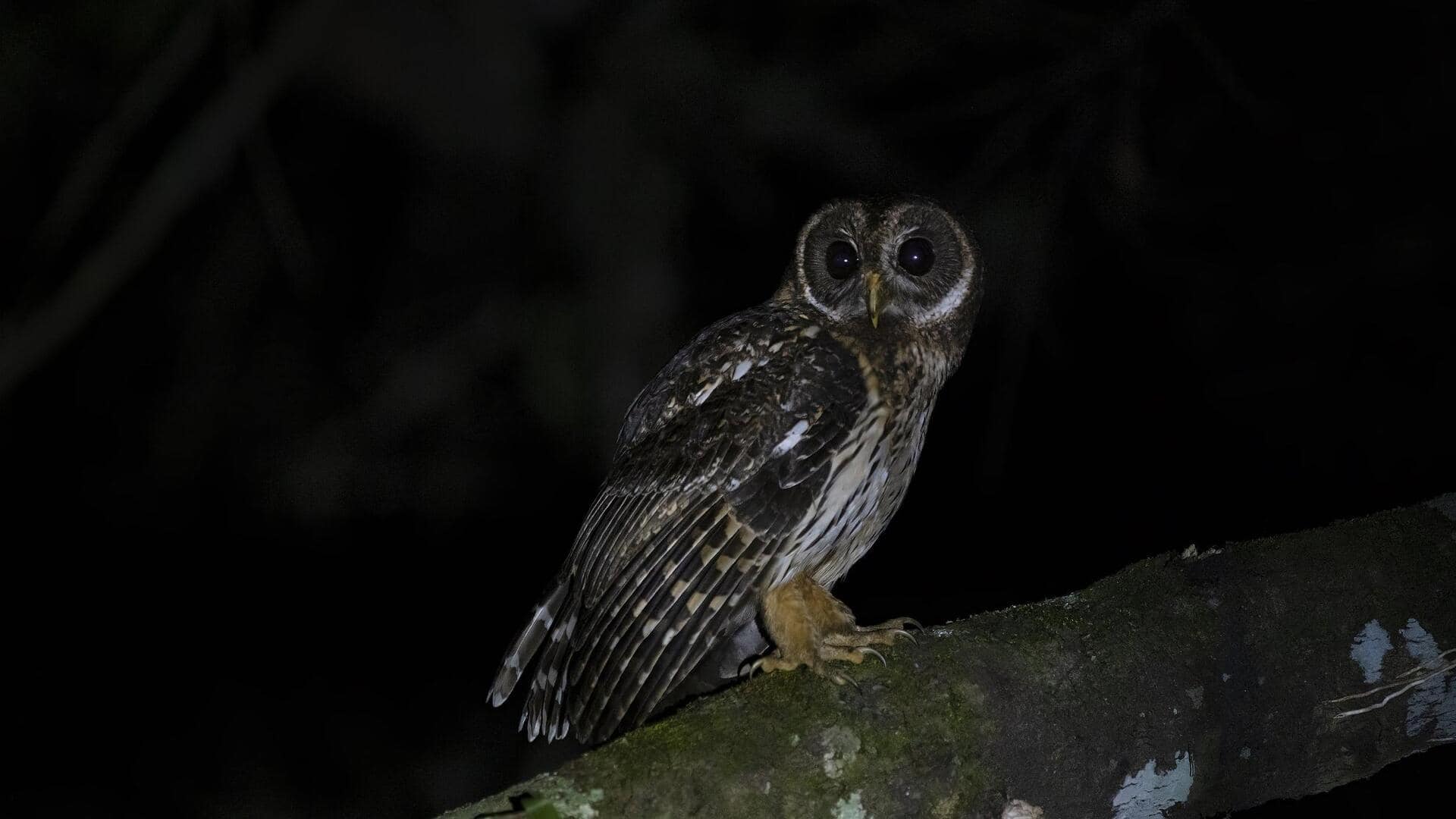 Memahami Penglihatan Malam Burung Hantu yang Luar Biasa