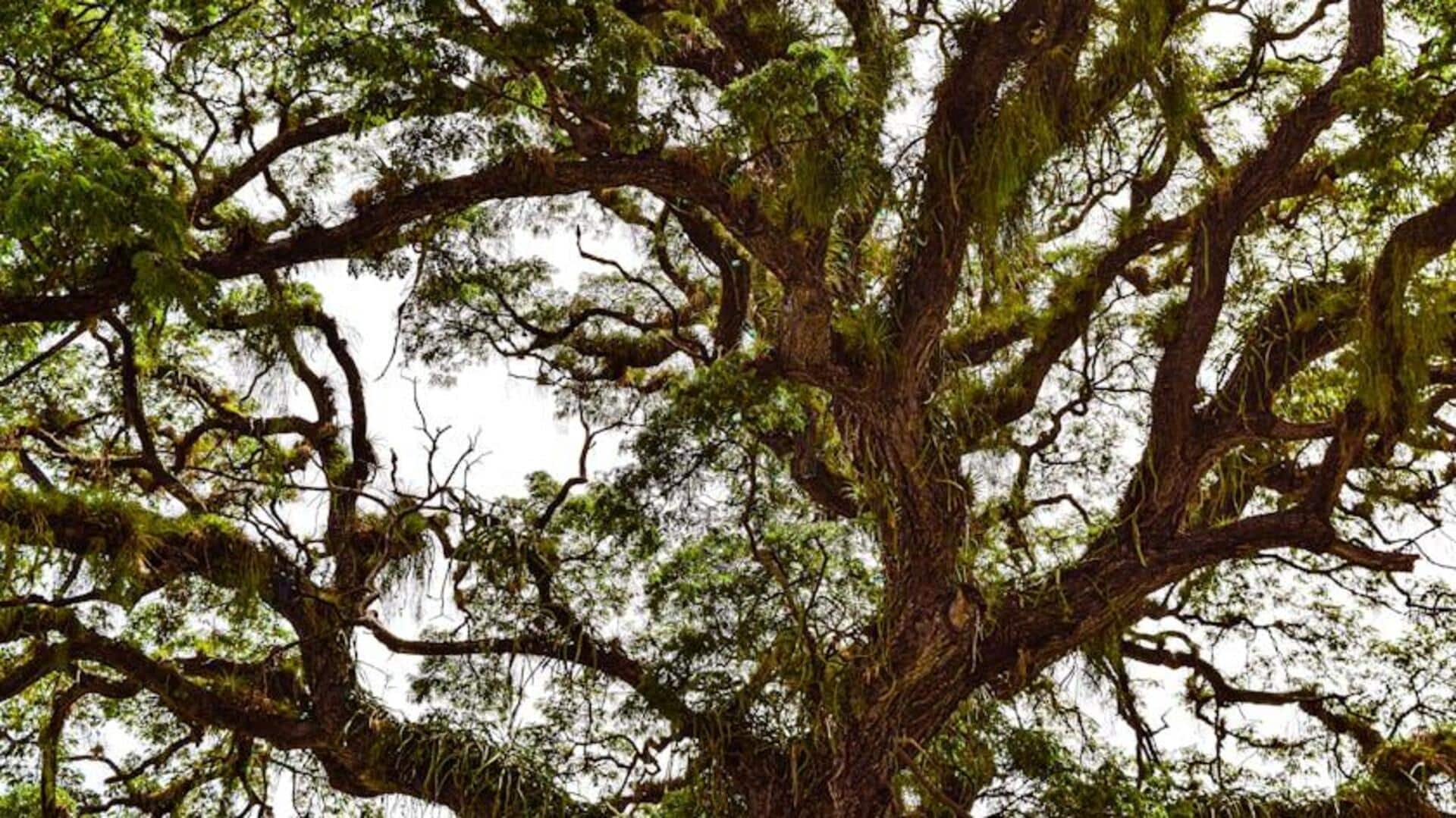 Lima Pohon Pembersih Udara untuk Halaman Urban Indonesia