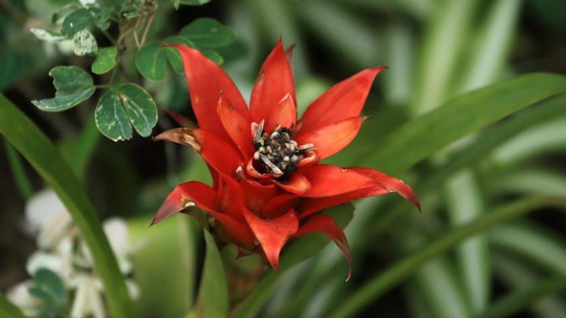 Merawat Bromelia di Dalam Ruangan