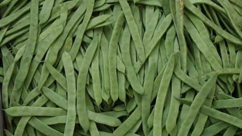 Peran Kacang Panjat dalam Pengendalian Hama Kebun
