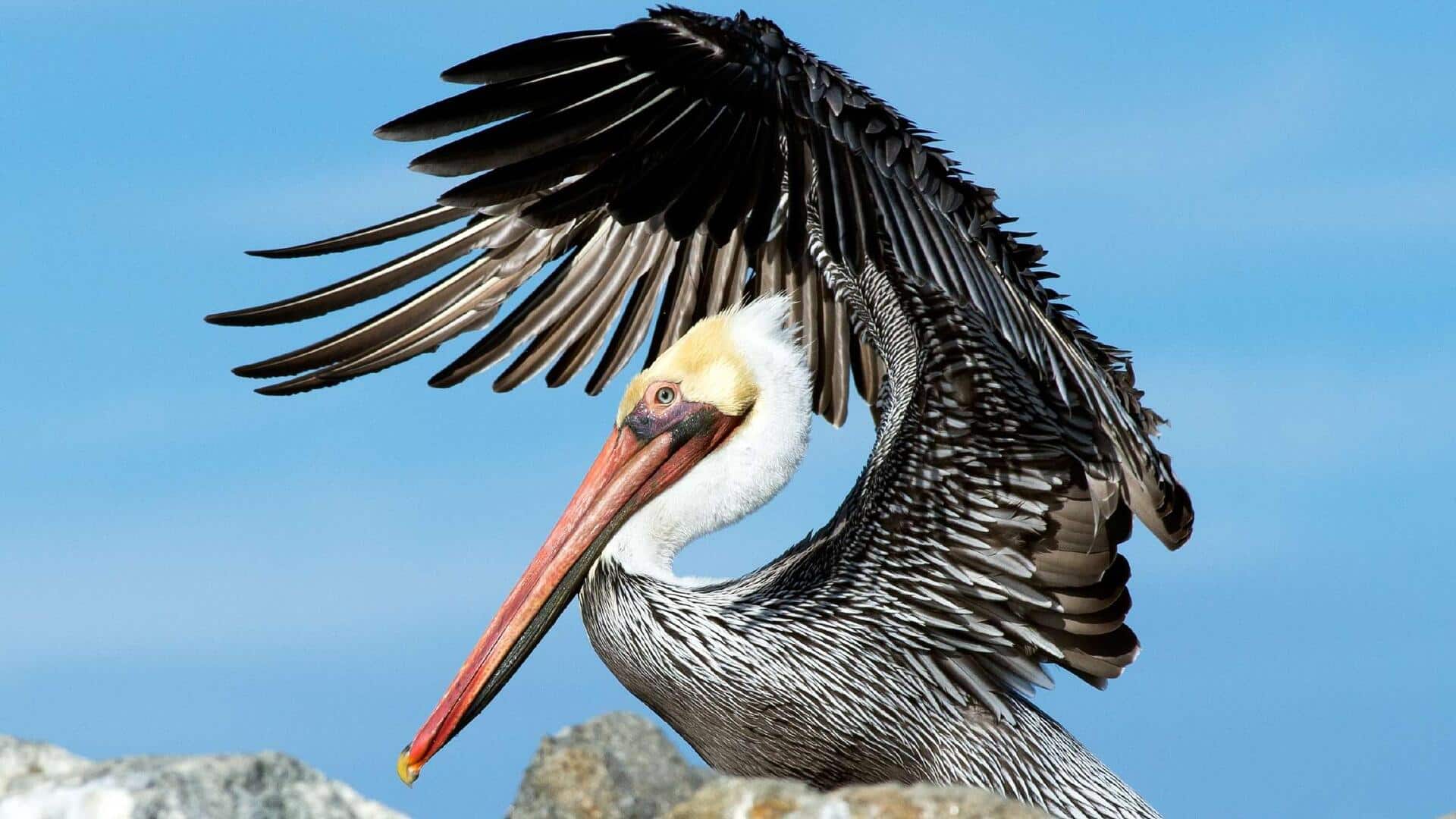 Menjelajahi Lima Keunikan Bulu Pelikan