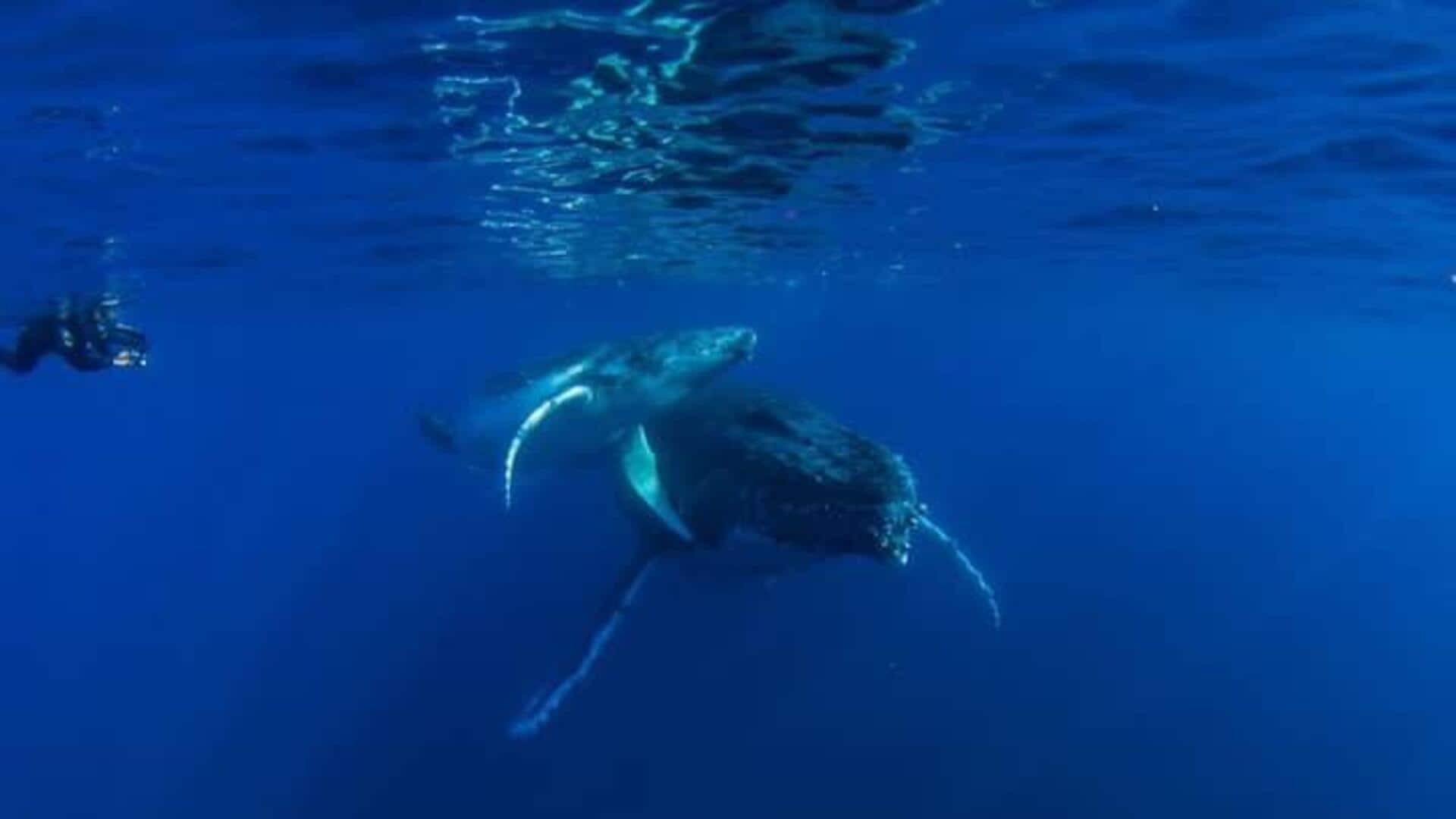 Snorkeling Di Tonga Menjadi Atraksi Yang Wajib Anda Ikuti
