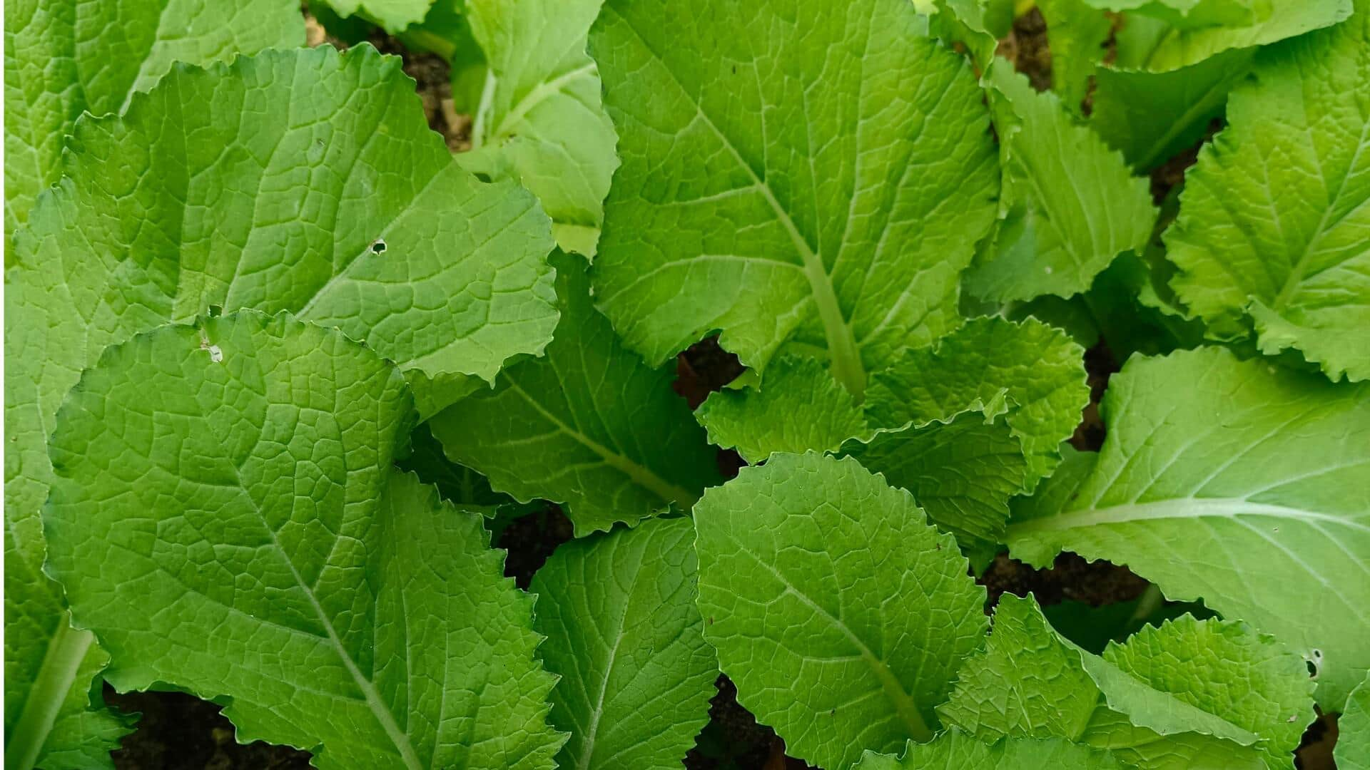 Manfaat Perawatan Rambut dari Daun Sawi Hijau yang Kaya Vitamin E