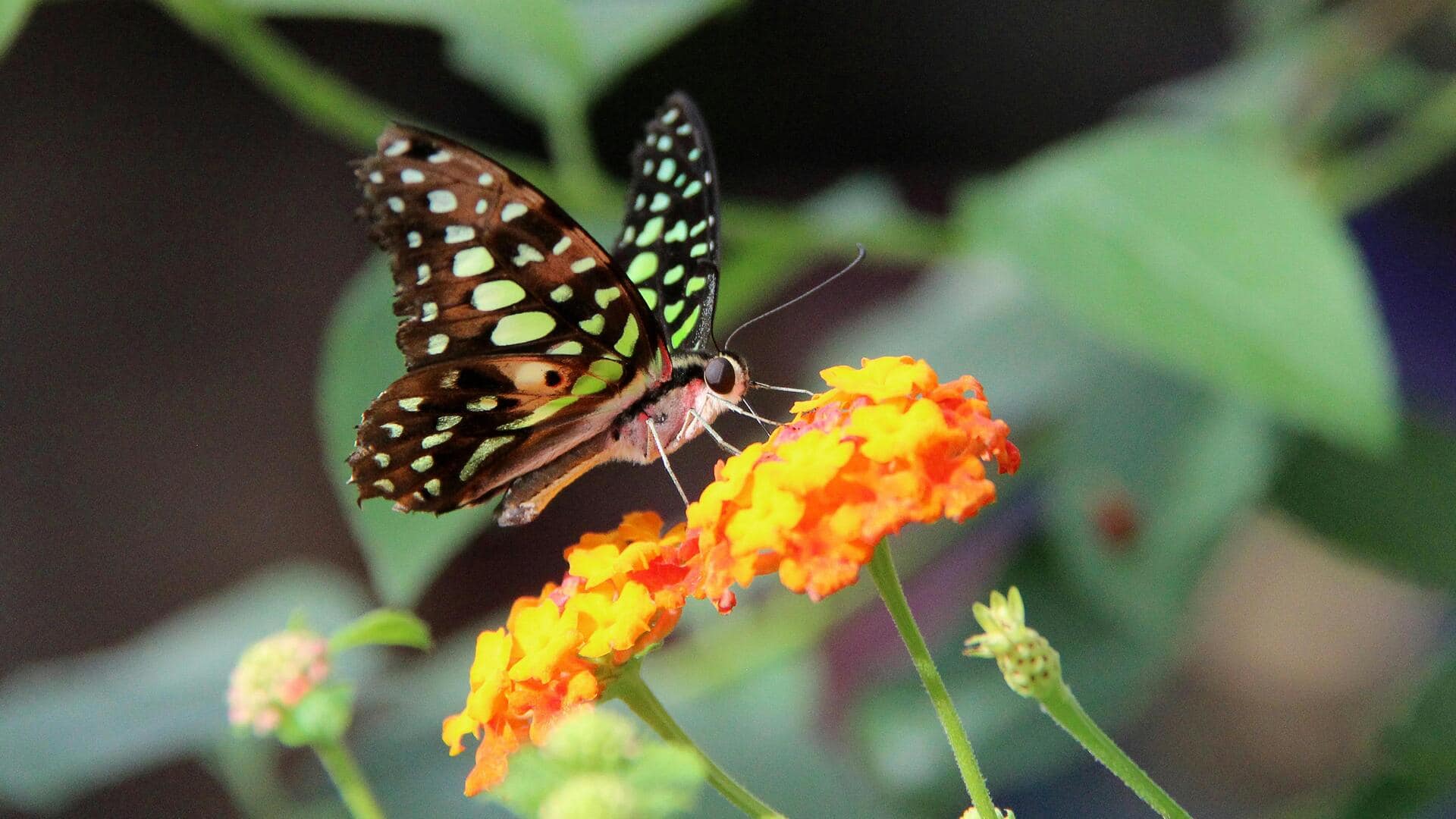 Taman Kupu-Kupu: Langkah Mudah Menciptakan Surga Sendiri