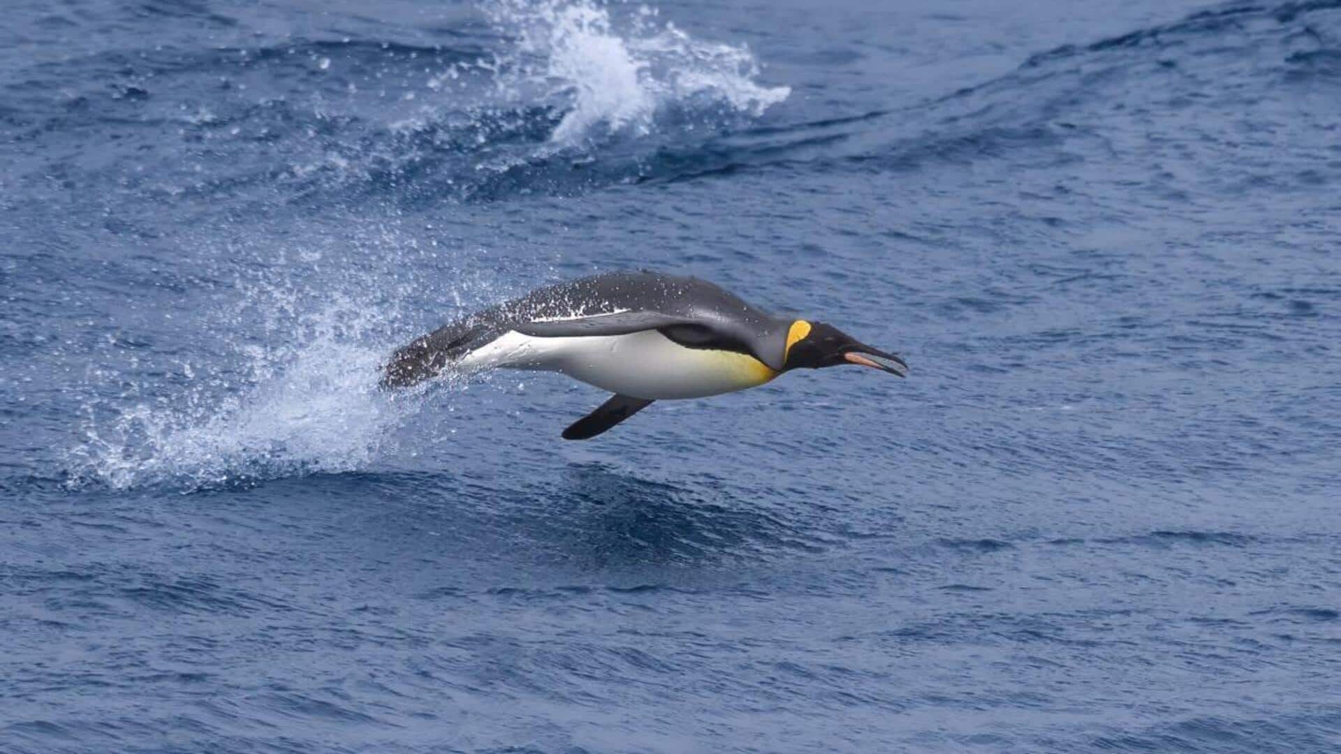 Keajaiban Adaptasi Fisik Penguin dalam Menjelajahi Perairan yang Dingin