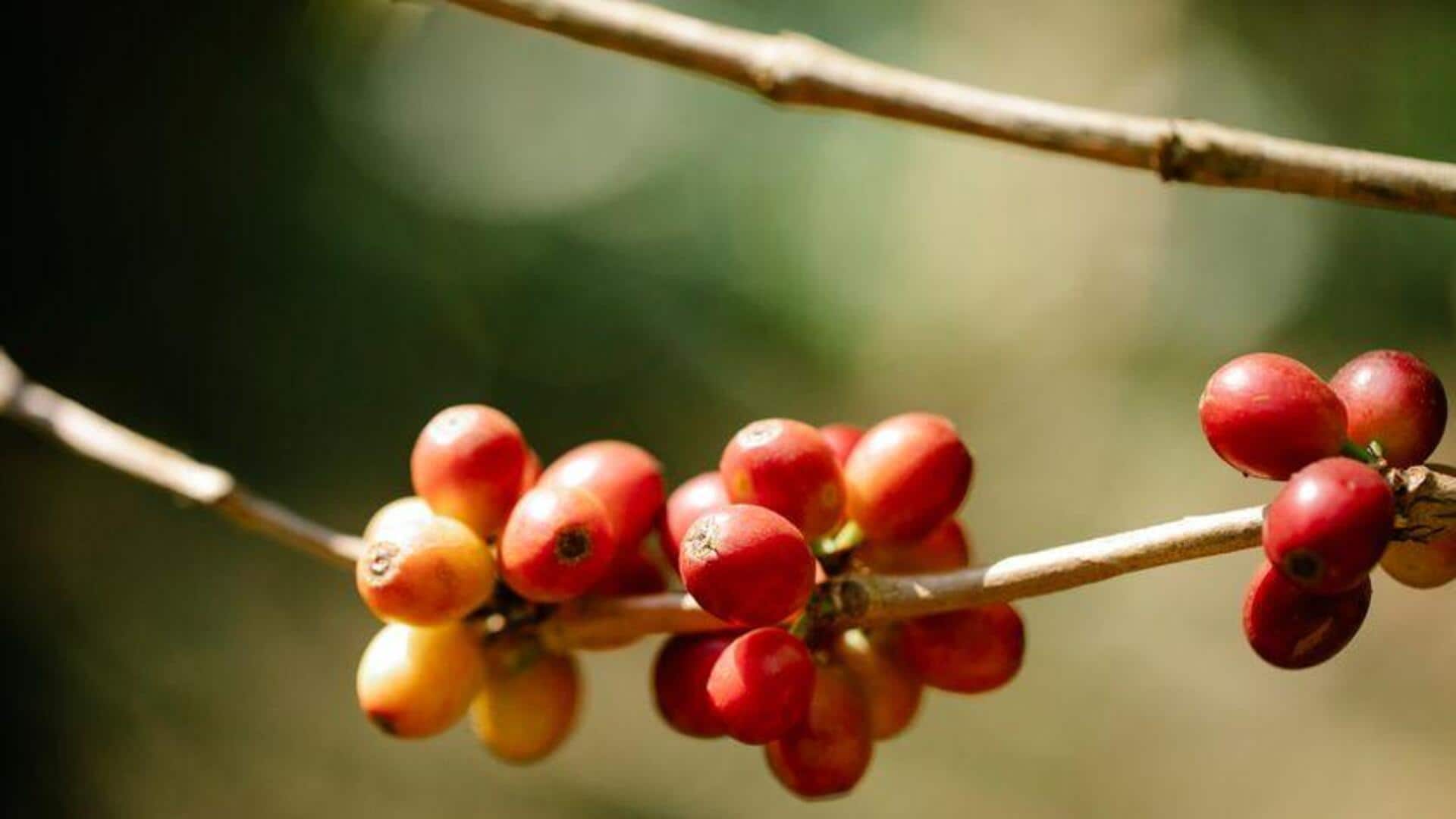 Cara Menanam Tanaman Kopi di Dalam Ruangan