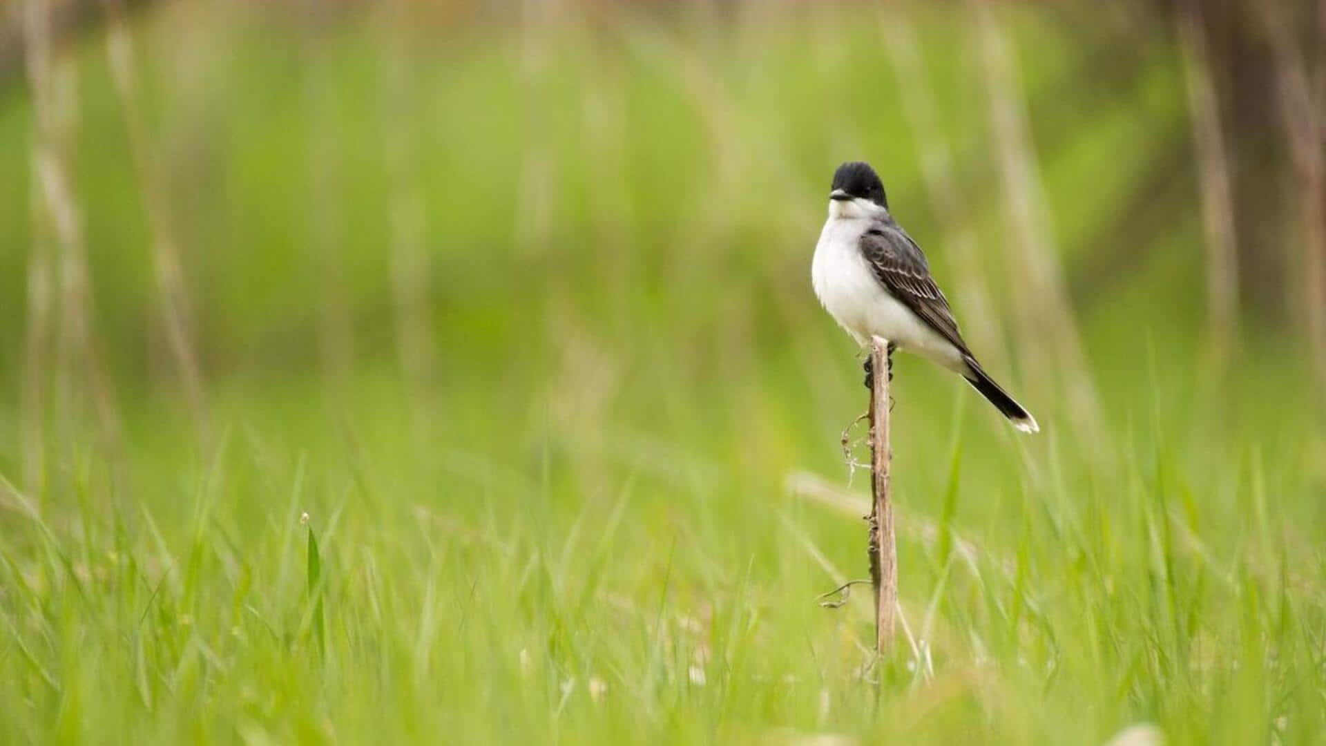 Fakta Unik tentang Pola Migrasi Kingbird