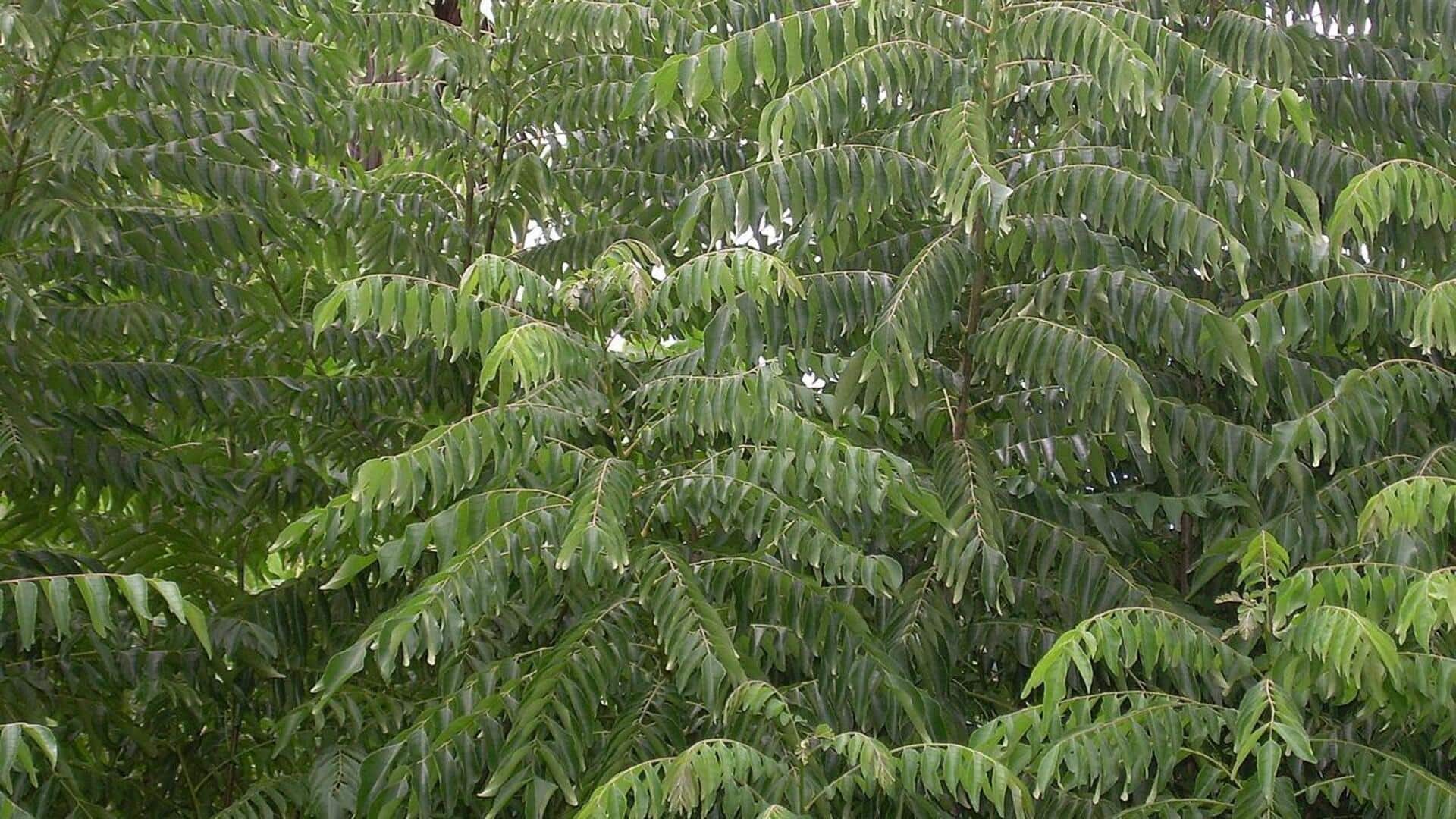 Rahasia Sukses Menanam Daun Kari di Luar Ruangan