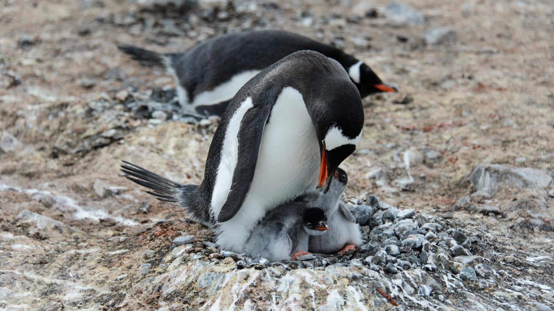 Taktik Unik Penguin dalam Menjaga Anak Mereka