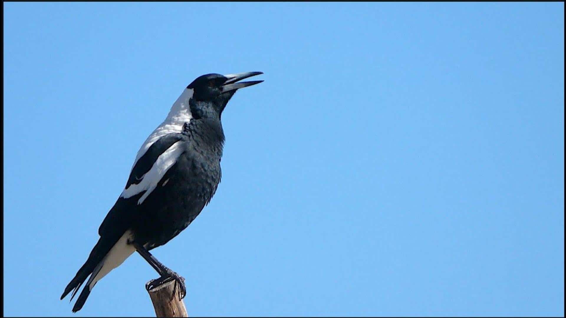 Mengungkap Lagu dan Adaptasi Vokal dari Burung Magpie Australia