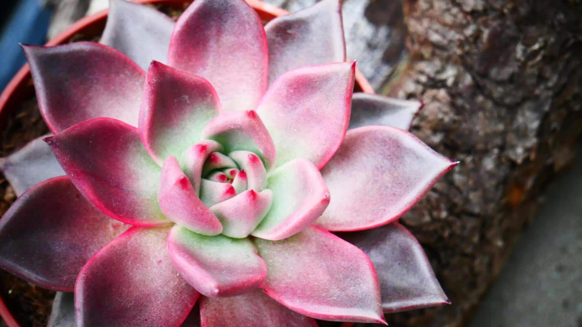 Sukulen Langka untuk Keindahan Taman Dalam Ruangan