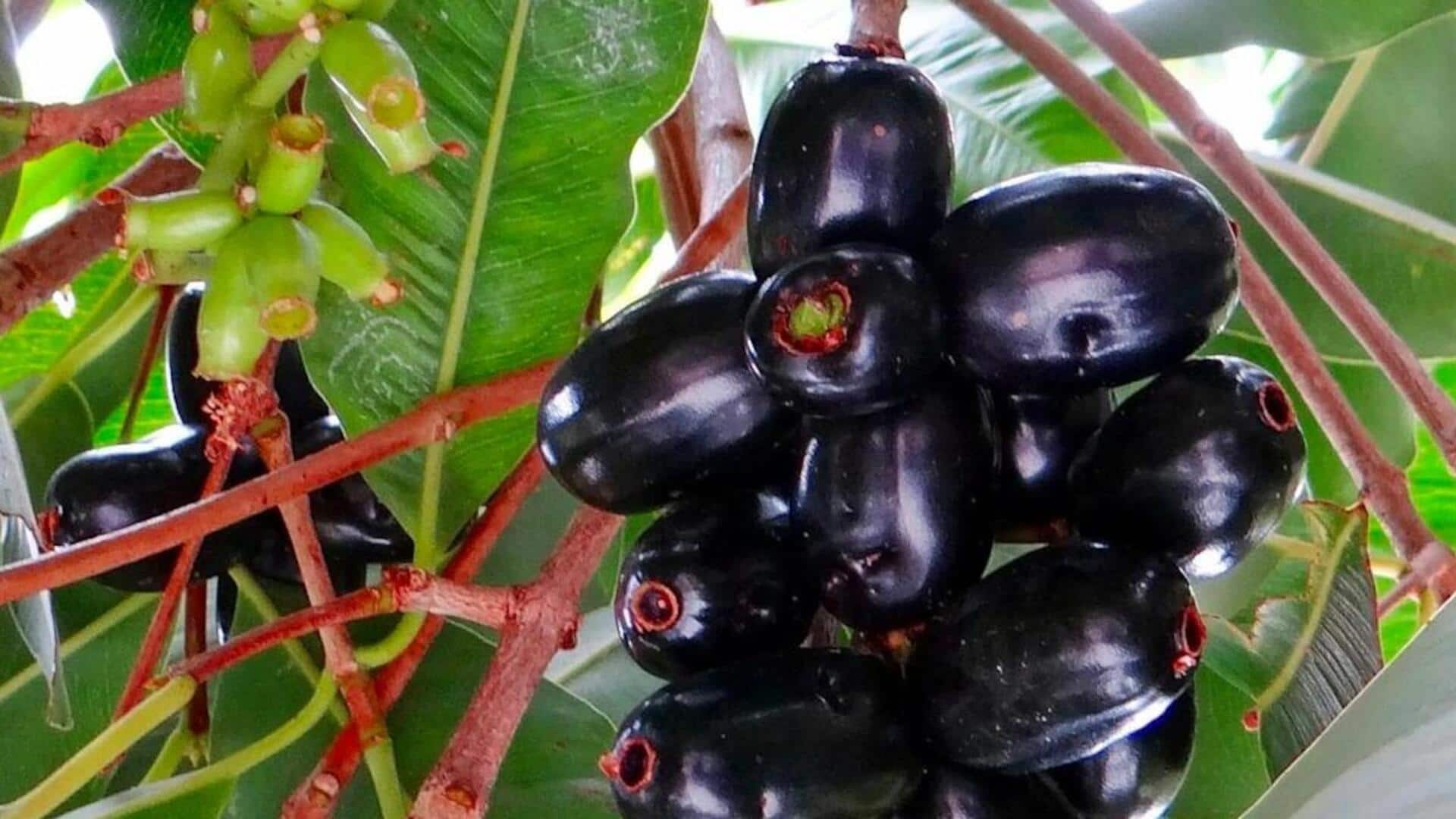 Menjelajahi Buah-buahan Unik dari Pepohonan di Area Perkotaan India