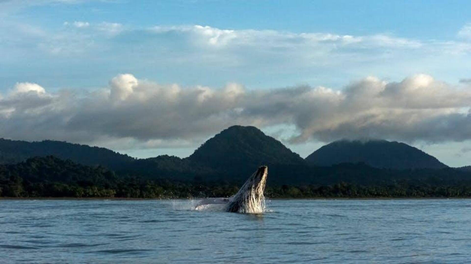 Menjelajahi Keindahan Fjord dan Hutan tak Tersentuh di Choco, Kolombia Menjelajahi Keindahan Fjord dan Hutan tak Tersentuh di Choco, Kolombia