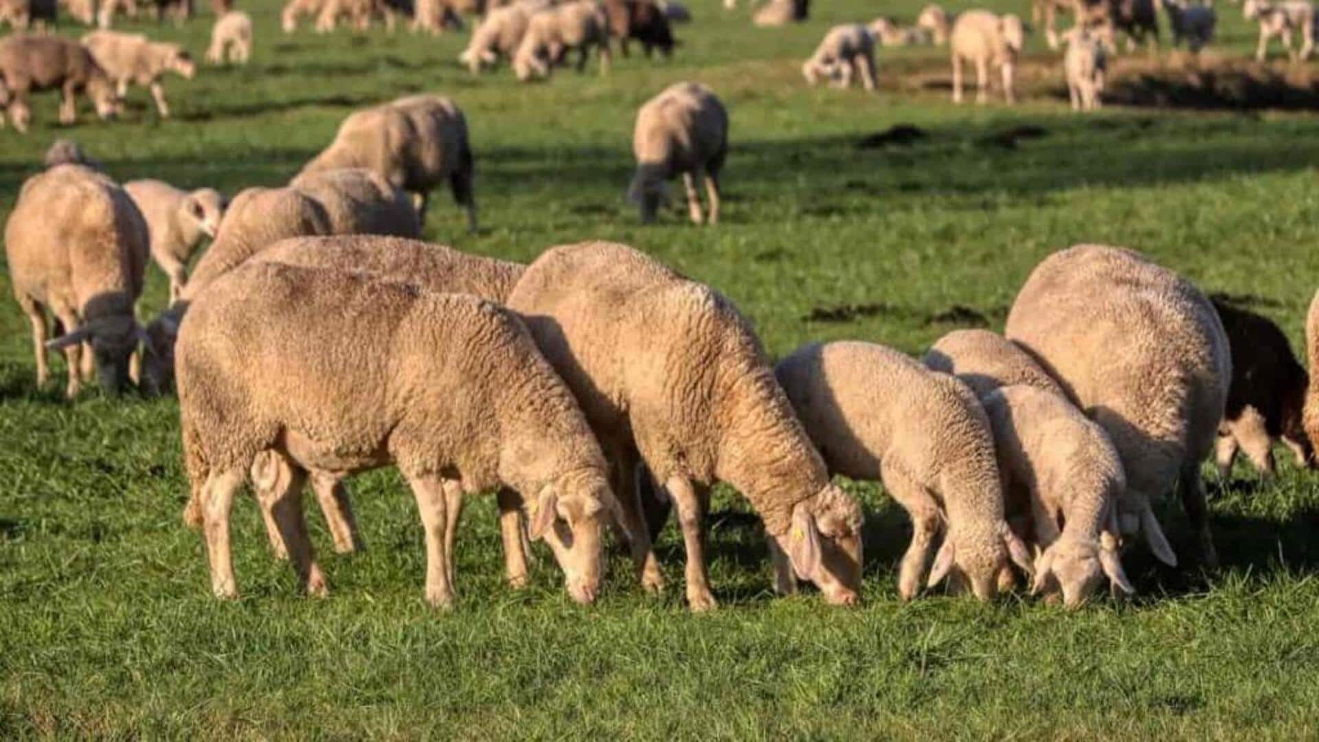 Mengungkap Fakta yang Mengejutkan tentang Kemampuan Memori Domba