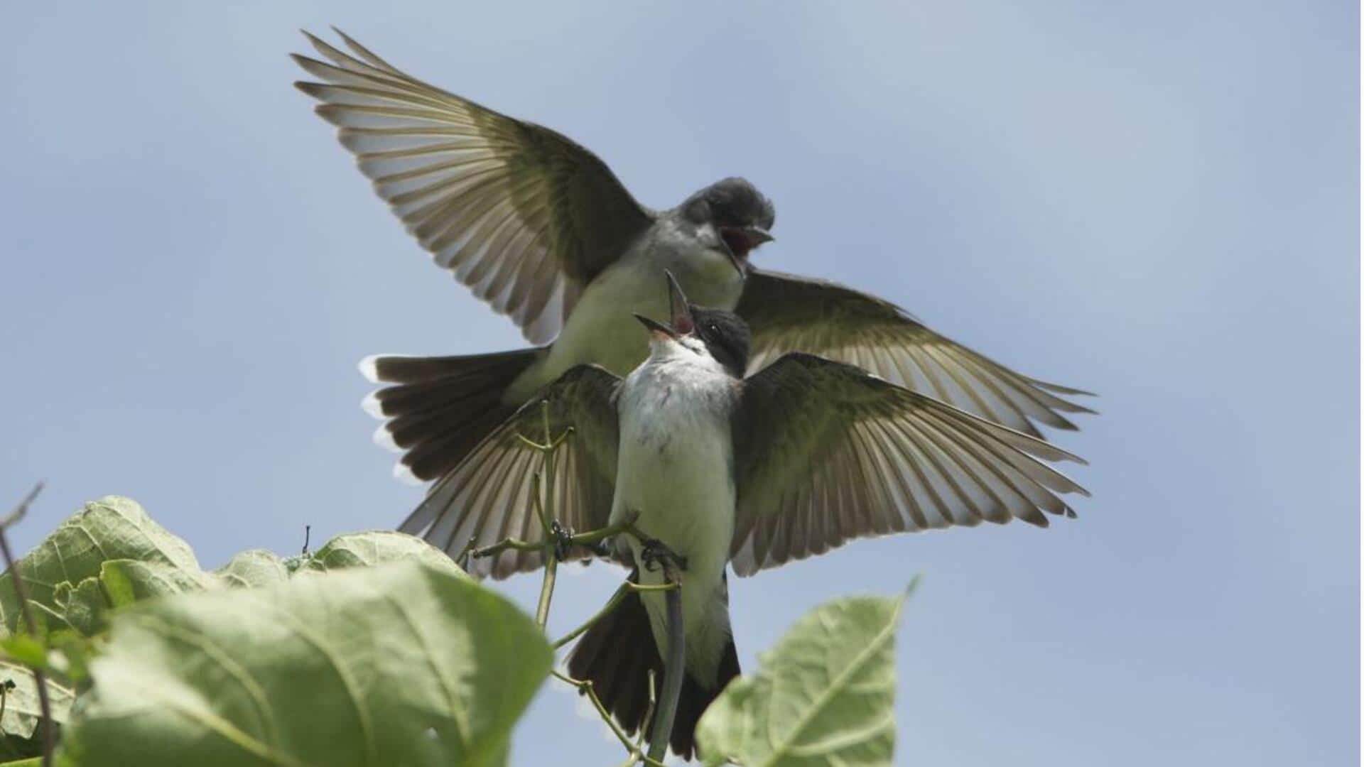 Lima Fakta Menarik tentang Ritual Kawin Burung Kingbird