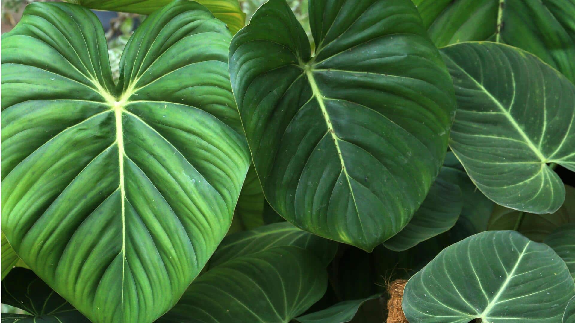 Manfaat Memelihara Philodendron di Rumah Anda
