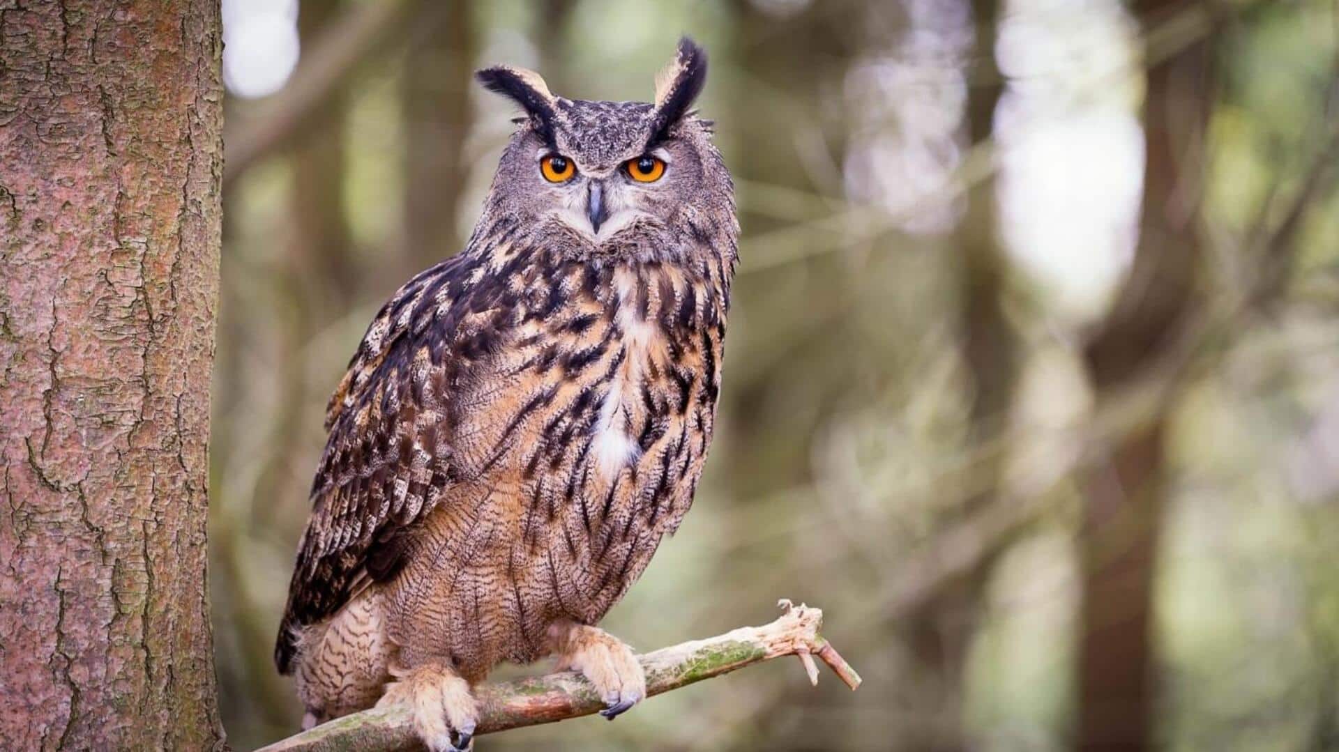 Mengungkap Alasan Ilmiah di Balik Suara Burung Hantu